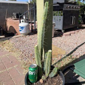 Fully Rooted T. Bridgesii "KGC x SS02" Stand