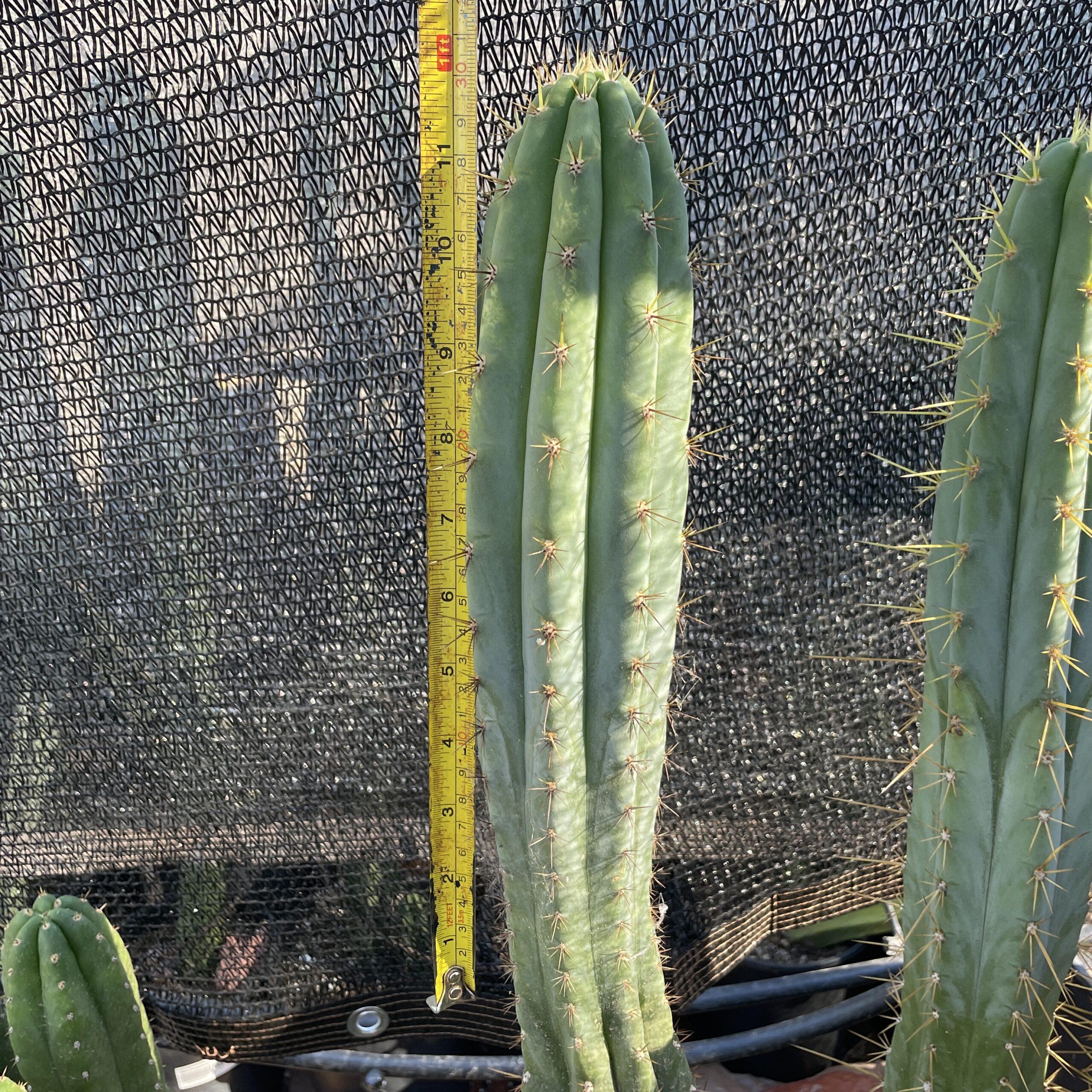 12 inch T. Peruvianus "MX-11" Cutting