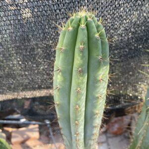 12 inch T. Peruvianus "MX-11" Cutting