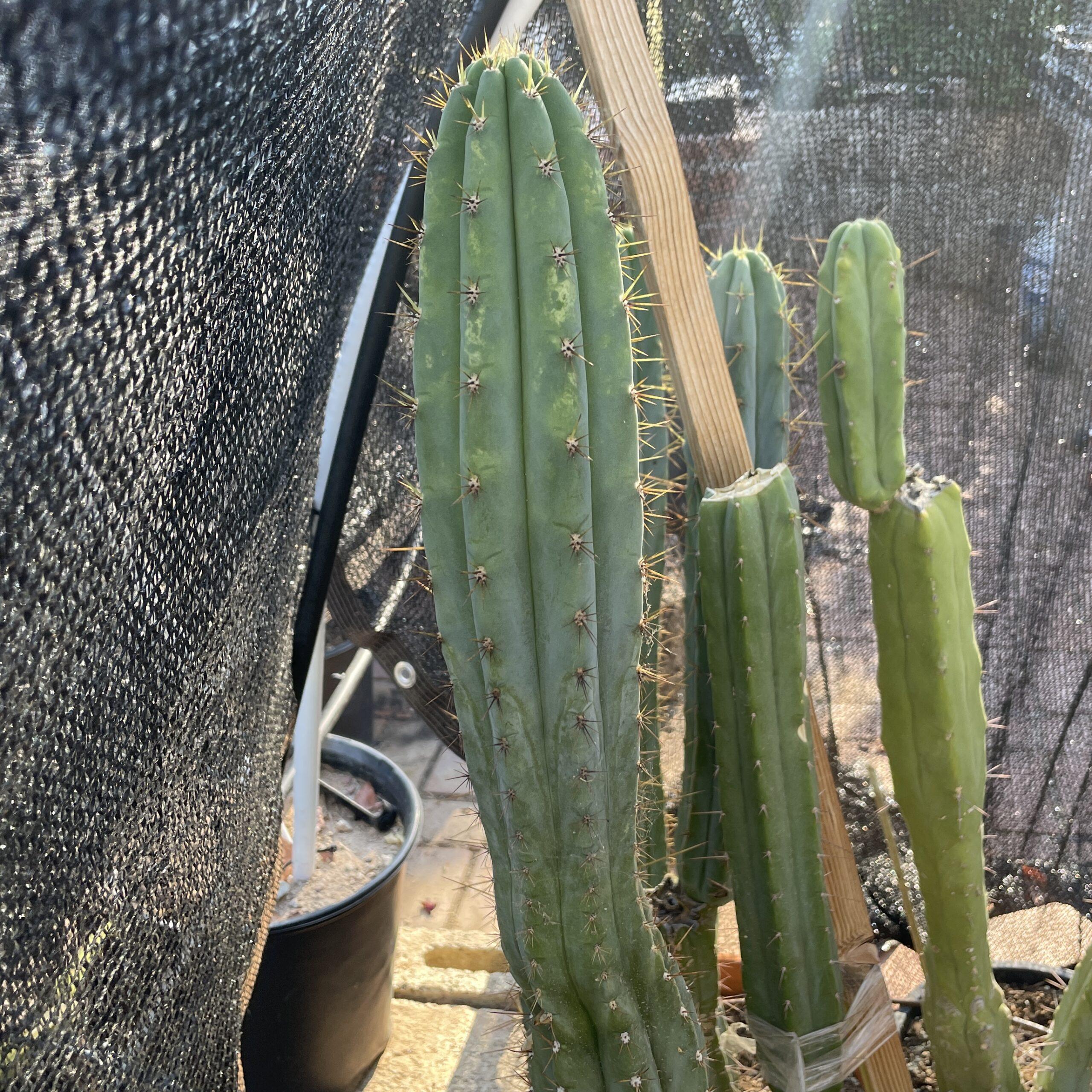 12 inch T. Peruvianus "MX-11" Cutting