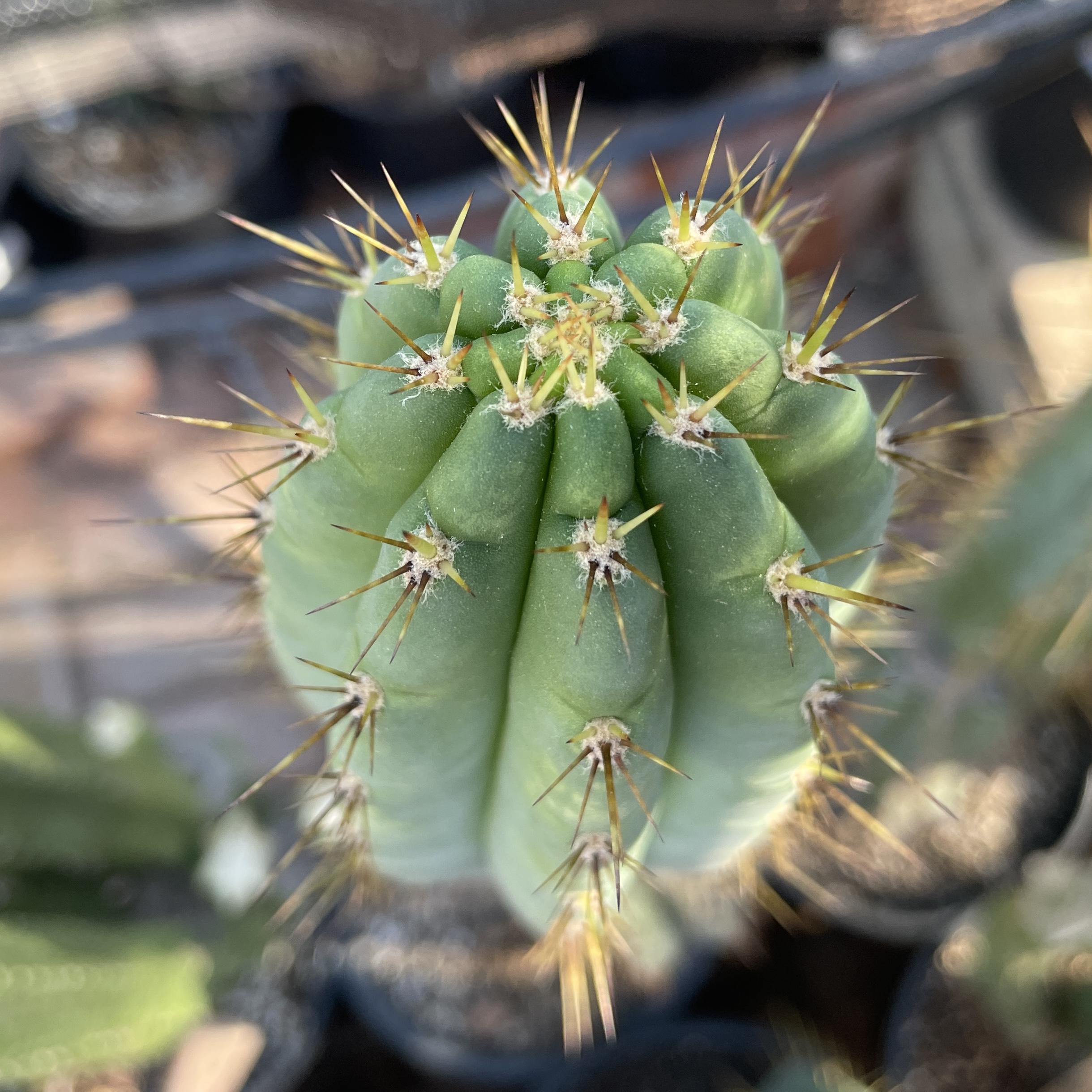 12 inch T. Peruvianus "MX-11" Cutting