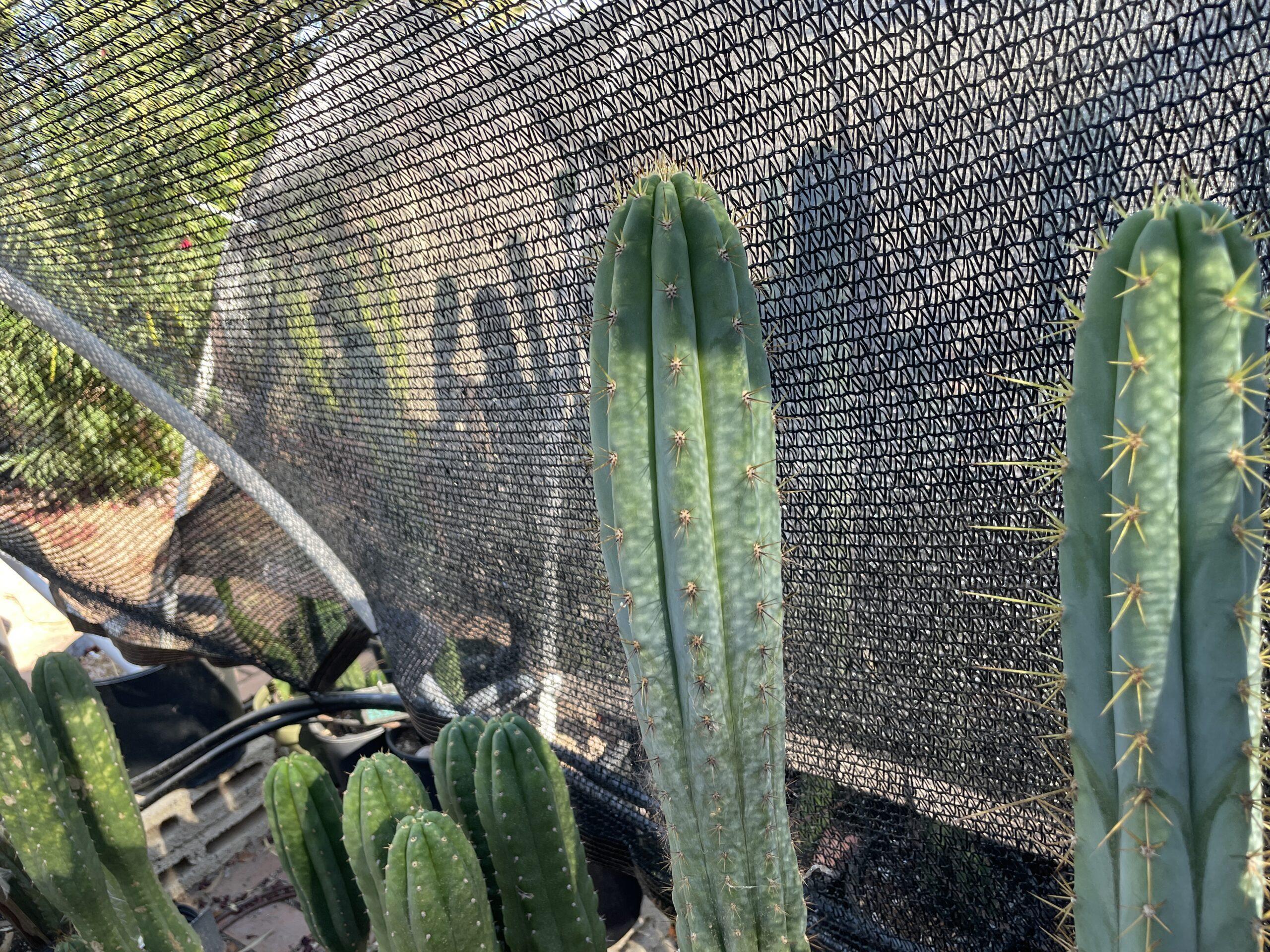 12 inch T. Peruvianus "MX-11" Cutting