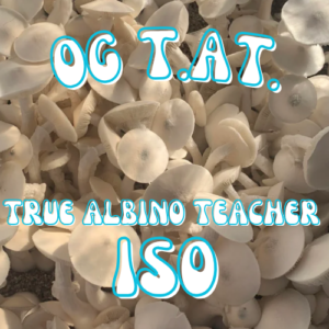 OG T.A.T. (True Albino Teacher) Isolated Spore Syringe