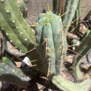 13.5 inch T. Bridgesii "Phoenix Torch"