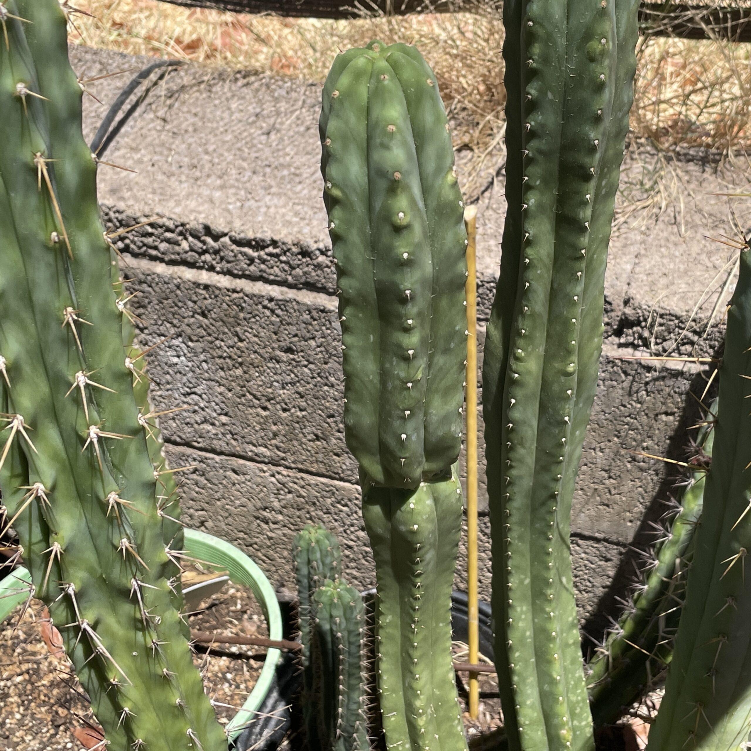 18 inch Super Pedro Cutting