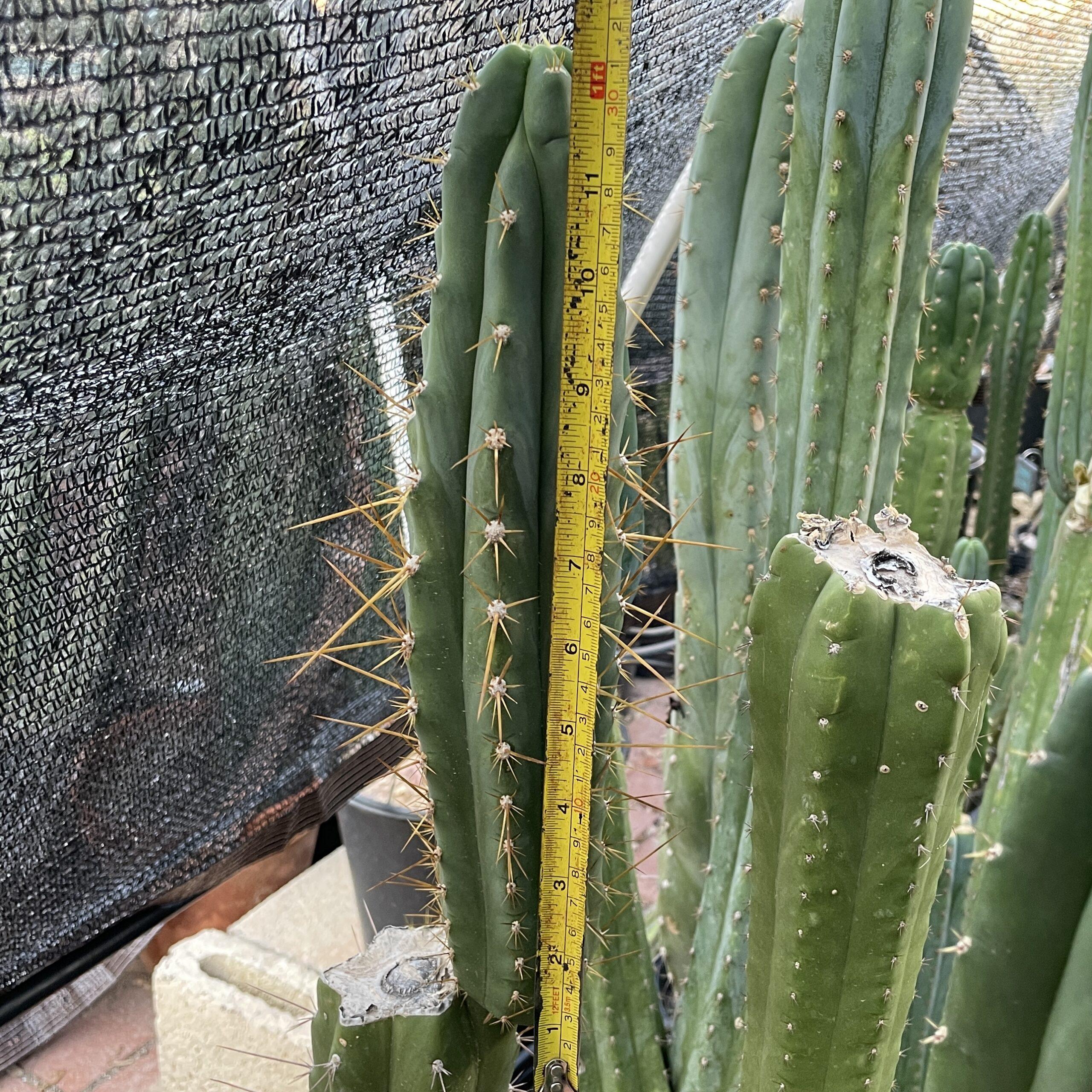 12.5 inch T. Peruvianus "Peruvian Torch" Cutting