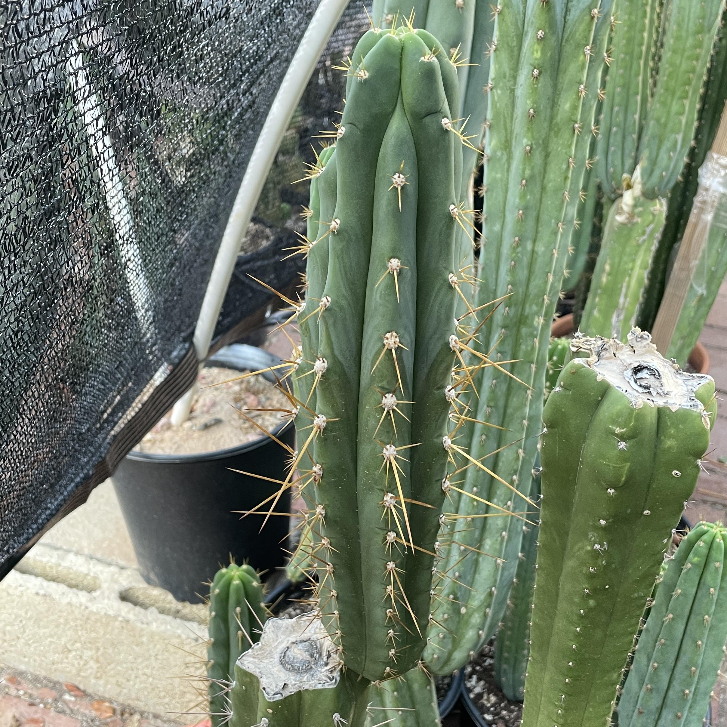 12.5 inch T. Peruvianus "Peruvian Torch" Cutting