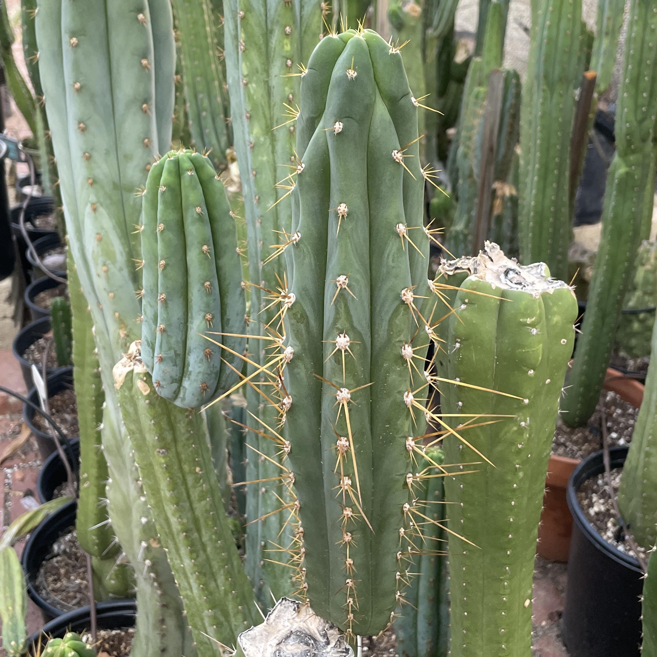 12.5 inch T. Peruvianus "Peruvian Torch" Cutting