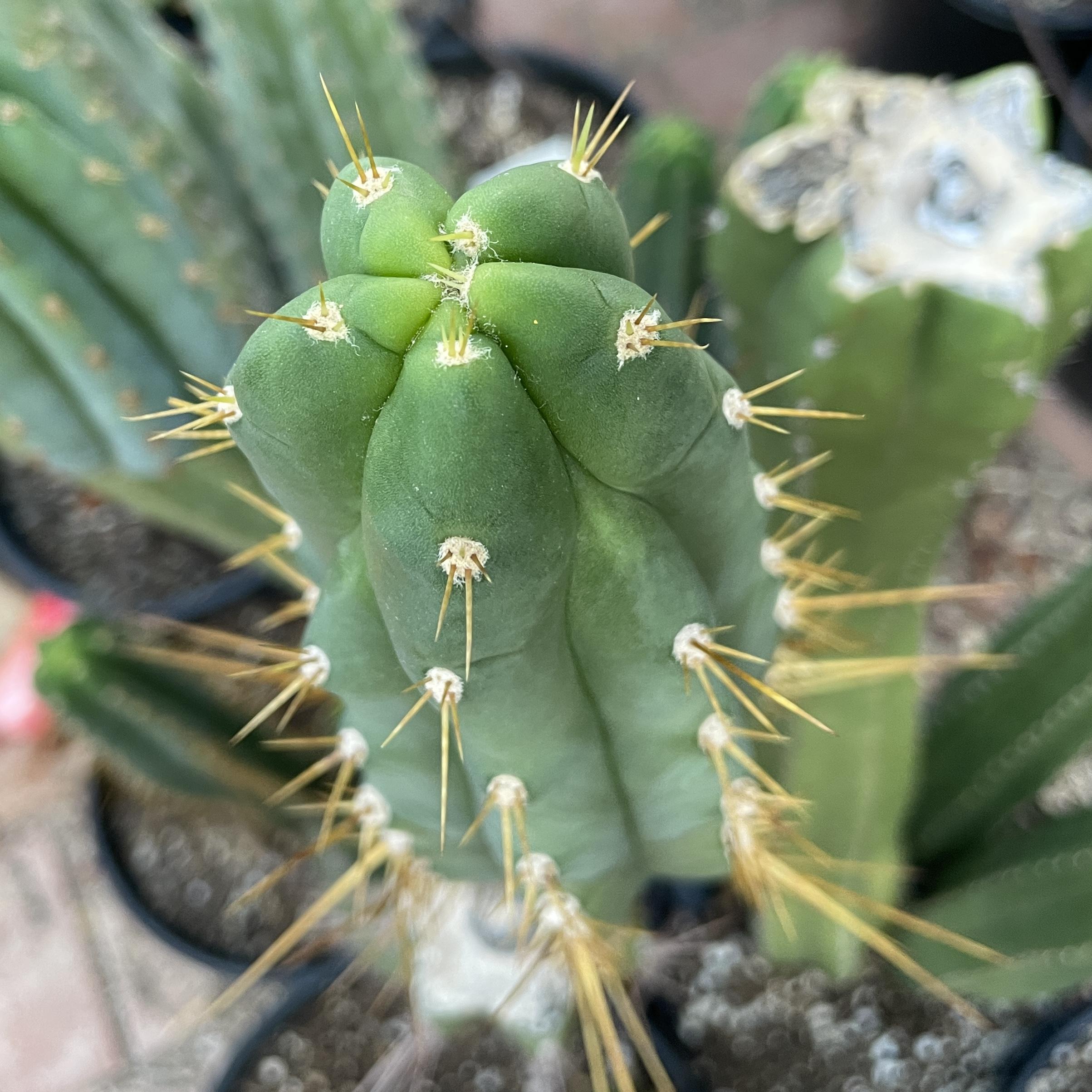 12.5 inch T. Peruvianus "Peruvian Torch" Cutting