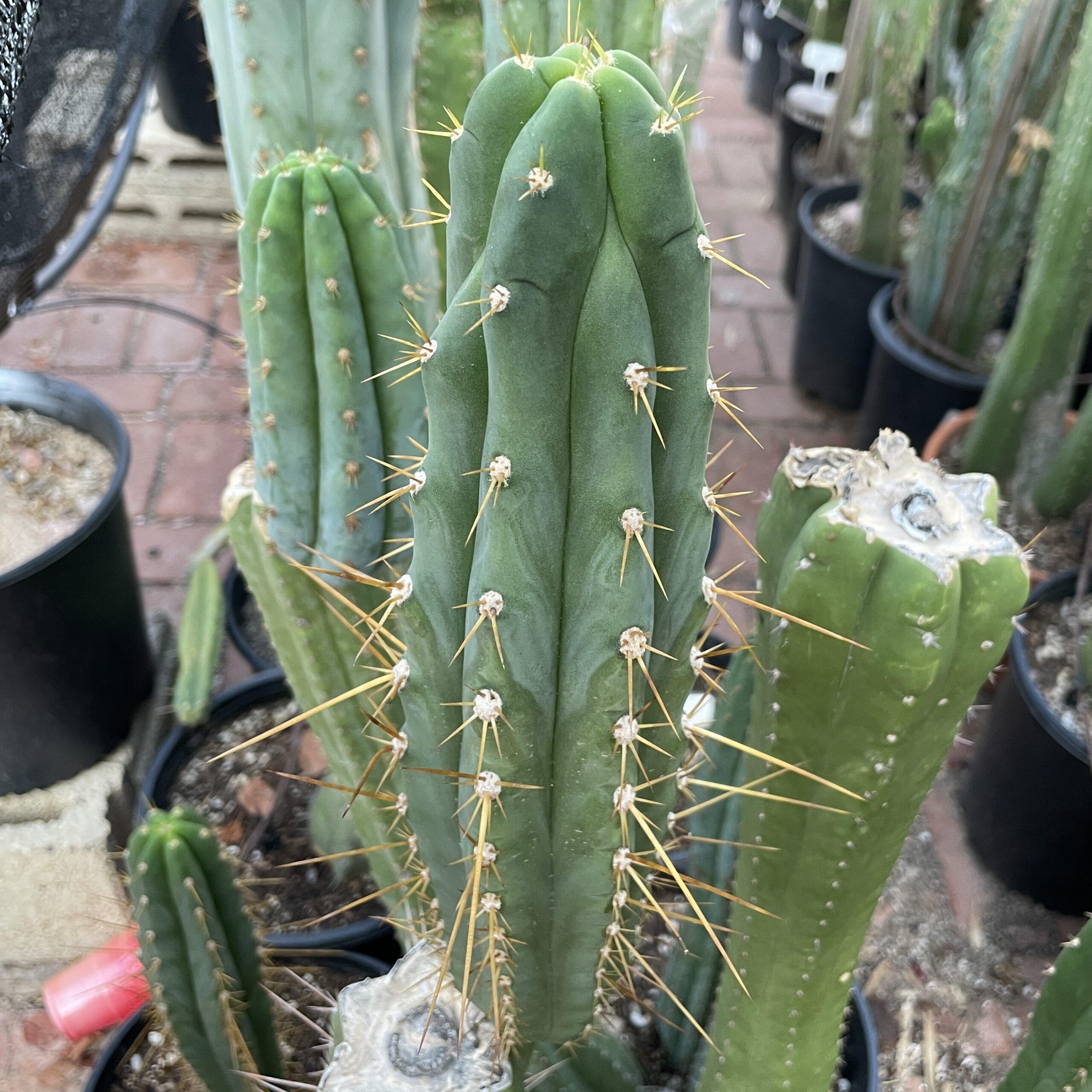 12.5 inch T. Peruvianus "Peruvian Torch" Cutting