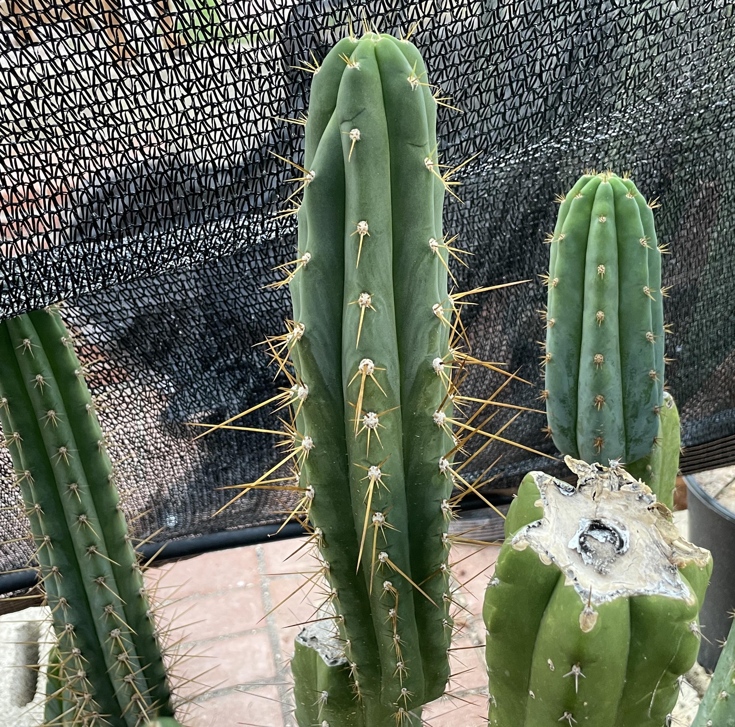 12.5 inch T. Peruvianus "Peruvian Torch" Cutting