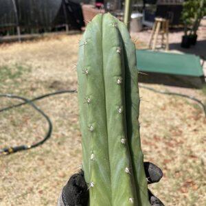 12 inch T. Huanucoensis "Huanu" Cutting