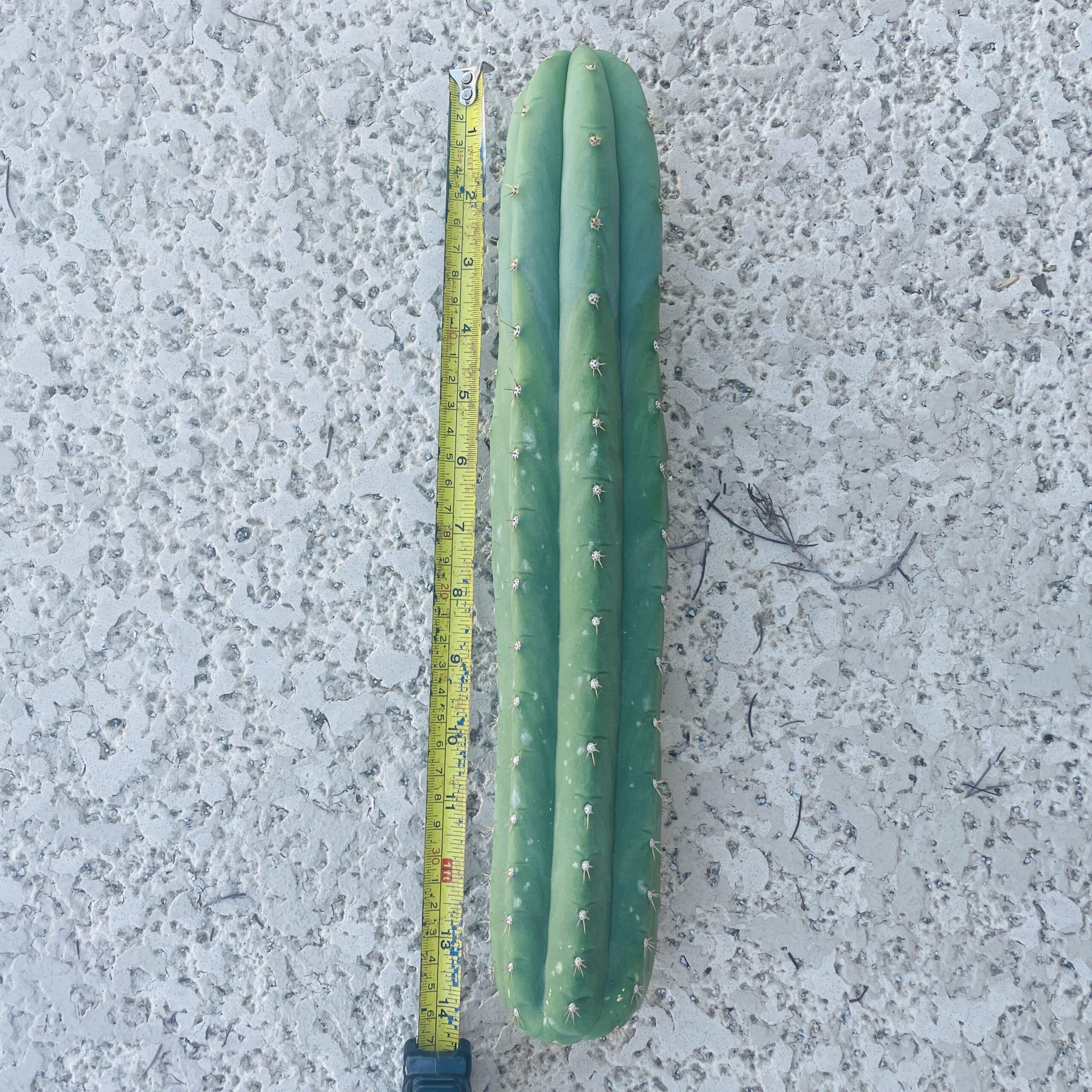 13.5 inch San Pedro "Nuestra Bonita" Cutting