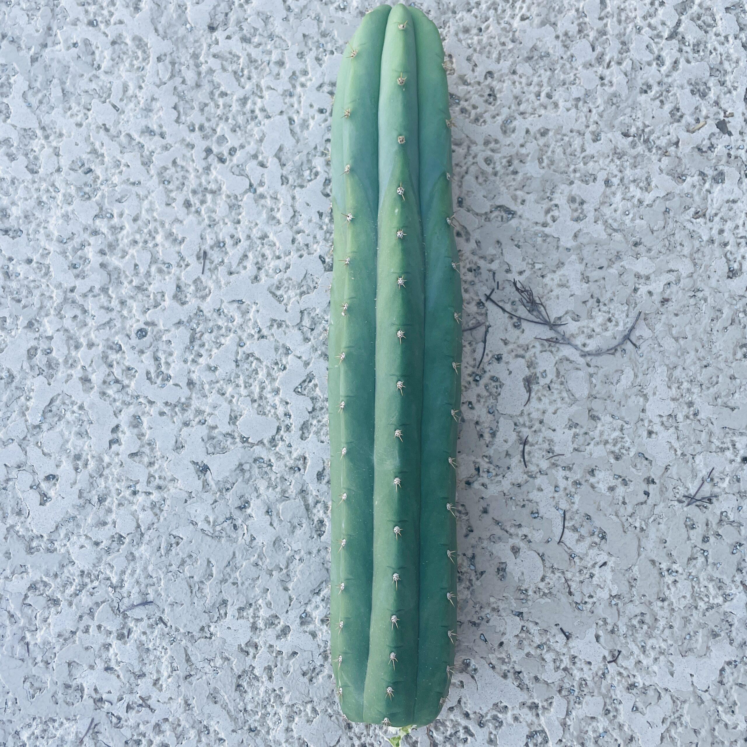 13.5 inch San Pedro "Nuestra Bonita" Cutting
