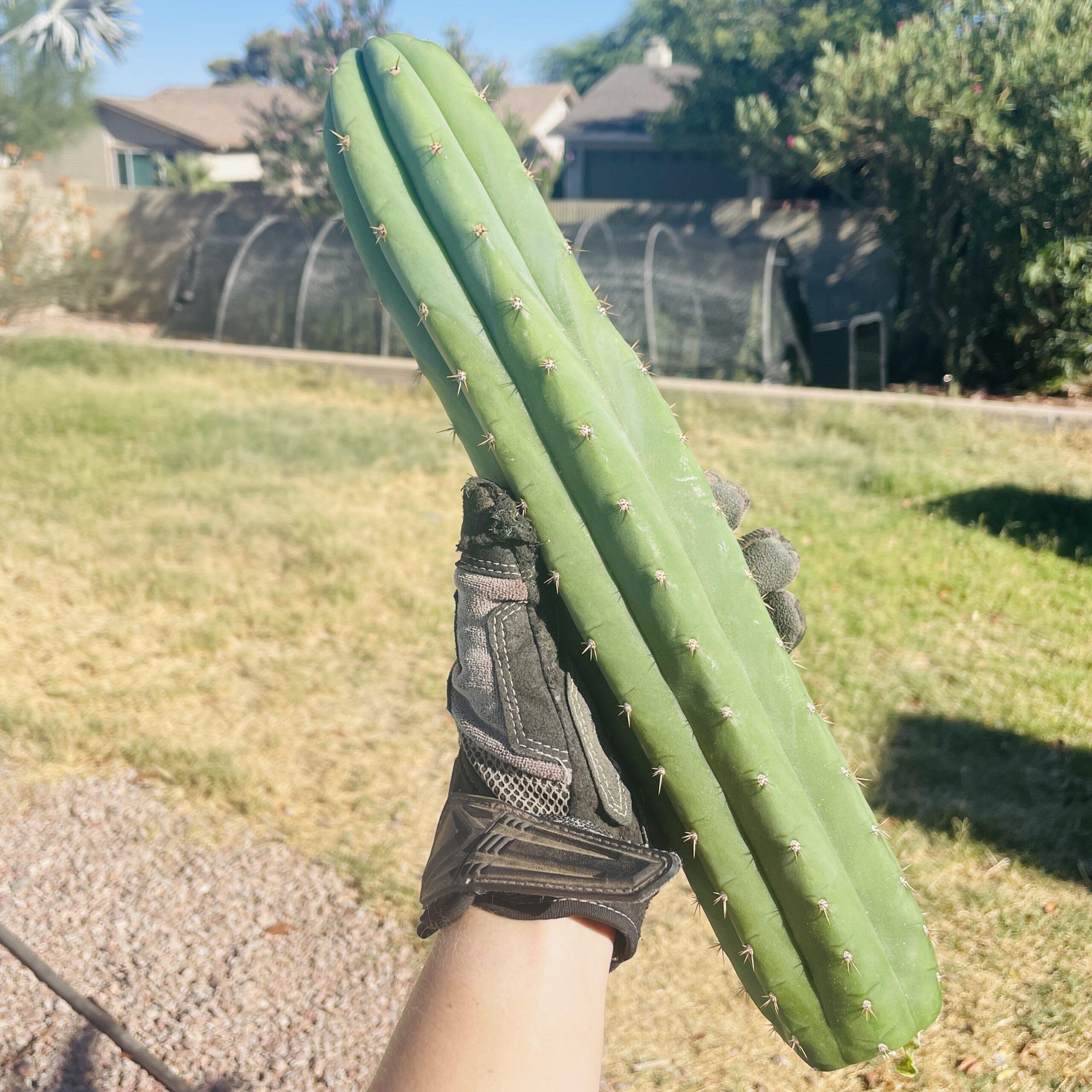 13.5 inch San Pedro "Nuestra Bonita" Cutting