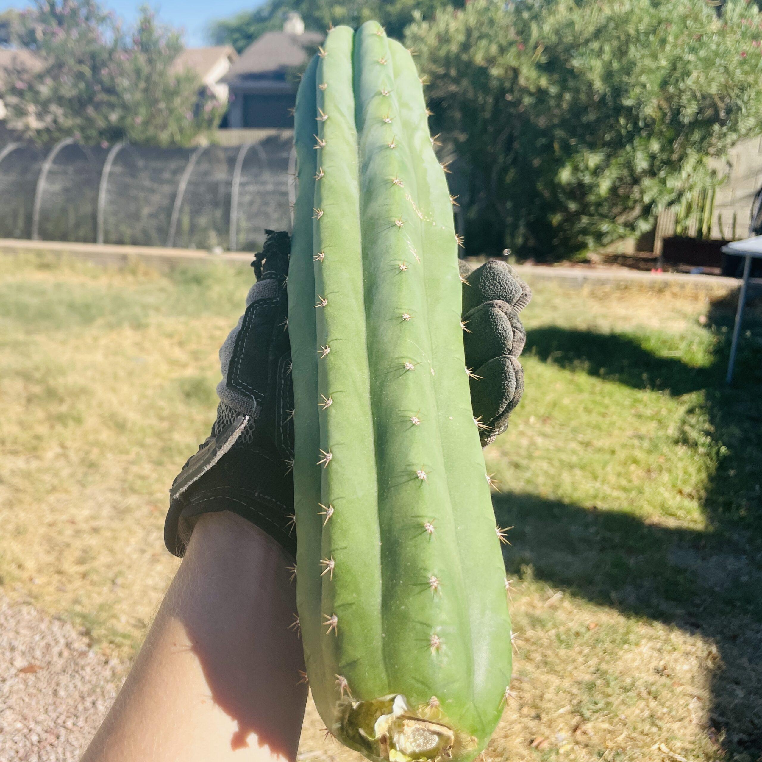 13.5 inch San Pedro "Nuestra Bonita" Cutting