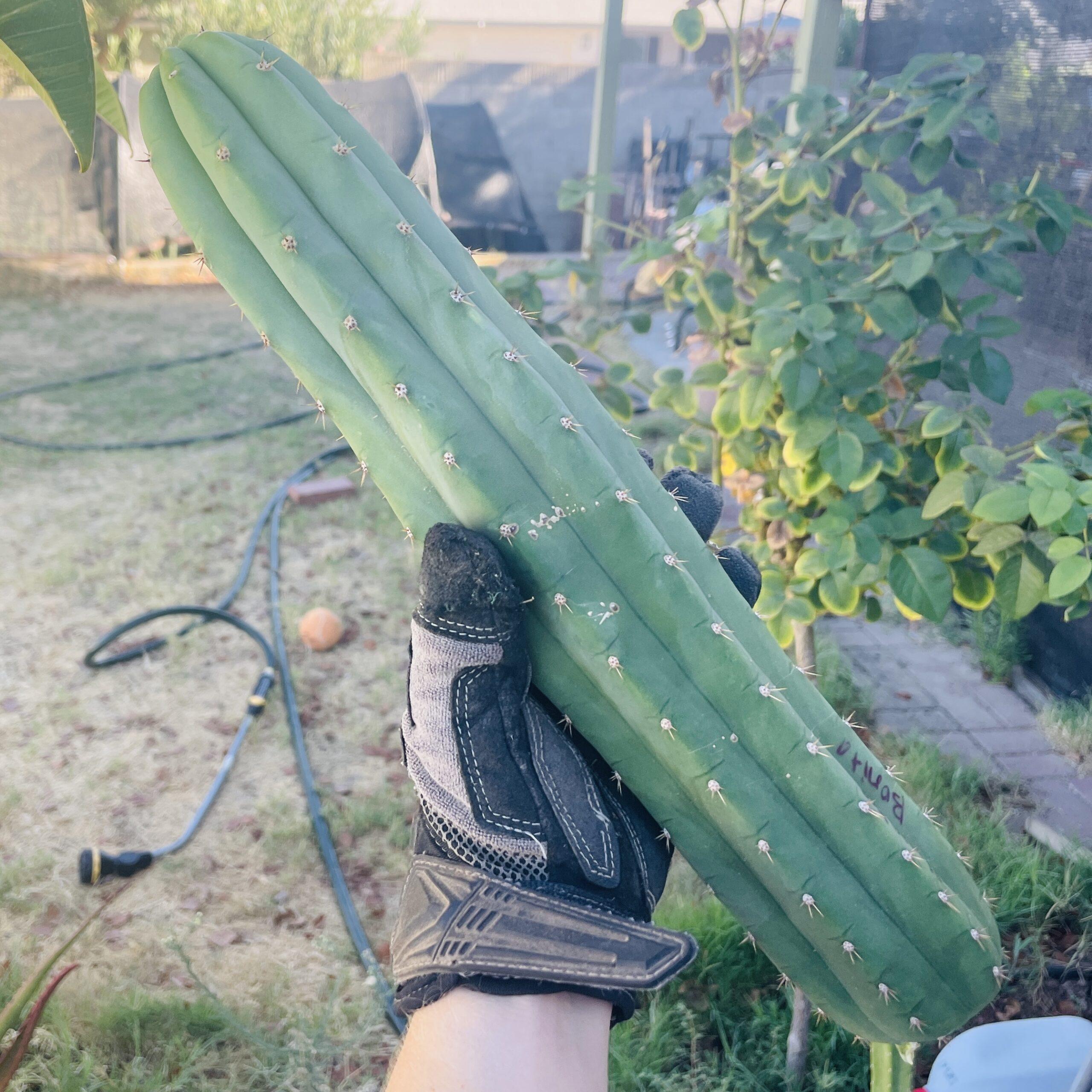 13.5 inch San Pedro "Nuestra Bonita" Cutting