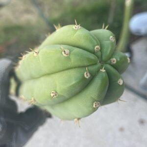 13.5 inch San Pedro "Nuestra Bonita" Cutting