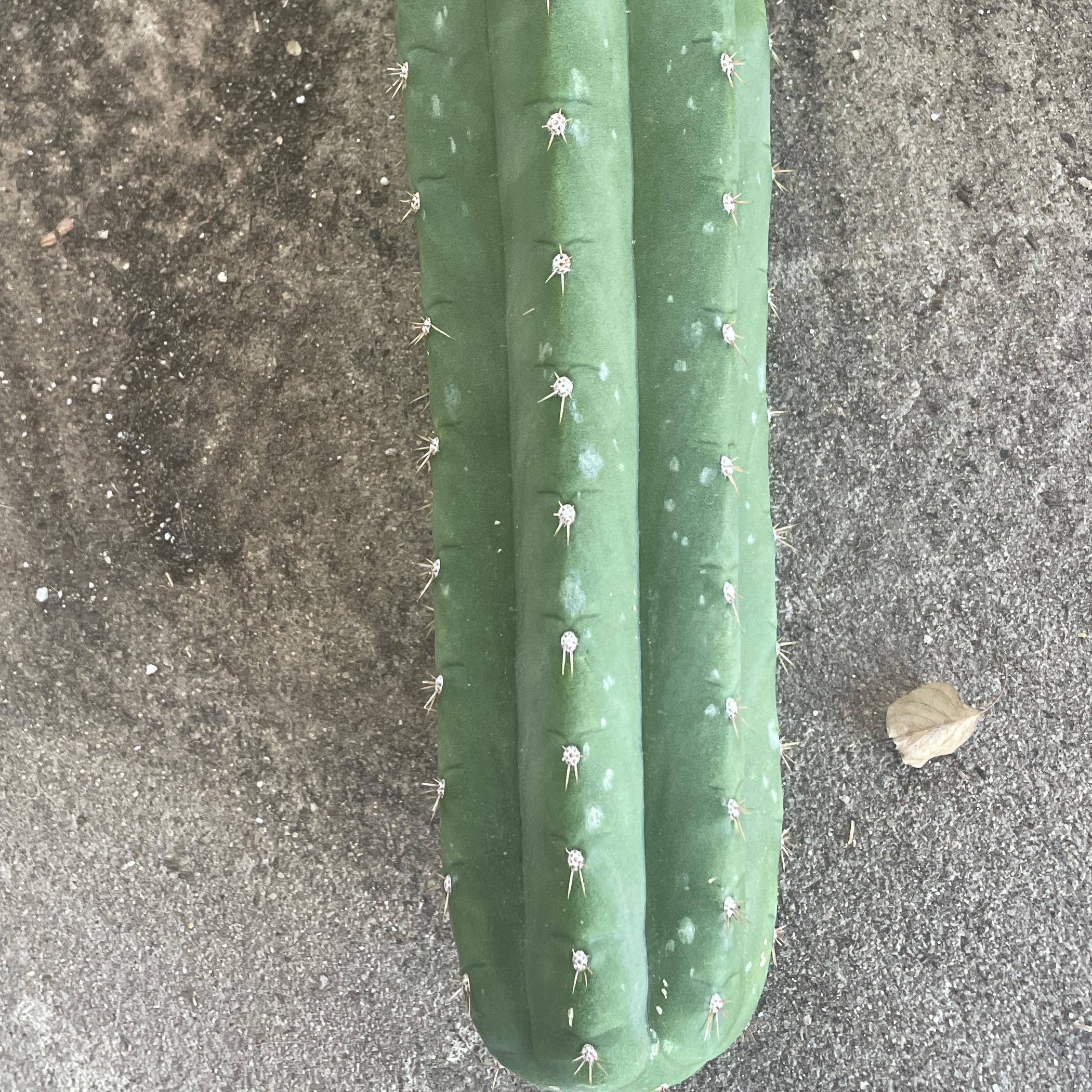 13.5 inch San Pedro "Nuestra Bonita" Cutting