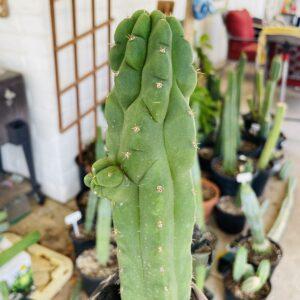 13 inch San Pedro Monstrose (TPM) Cutting