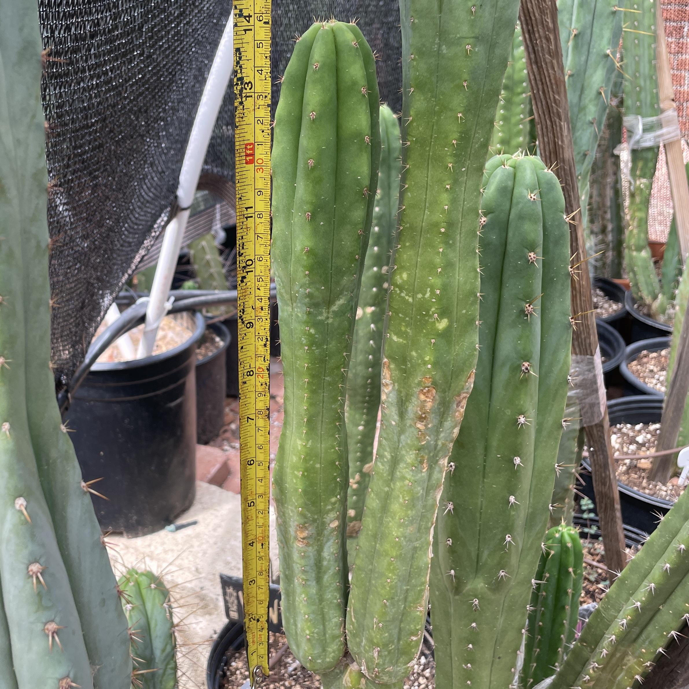 14 inch San Pedro "Ogunbodede" Cutting