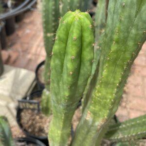 14 inch San Pedro "Ogunbodede" Cutting