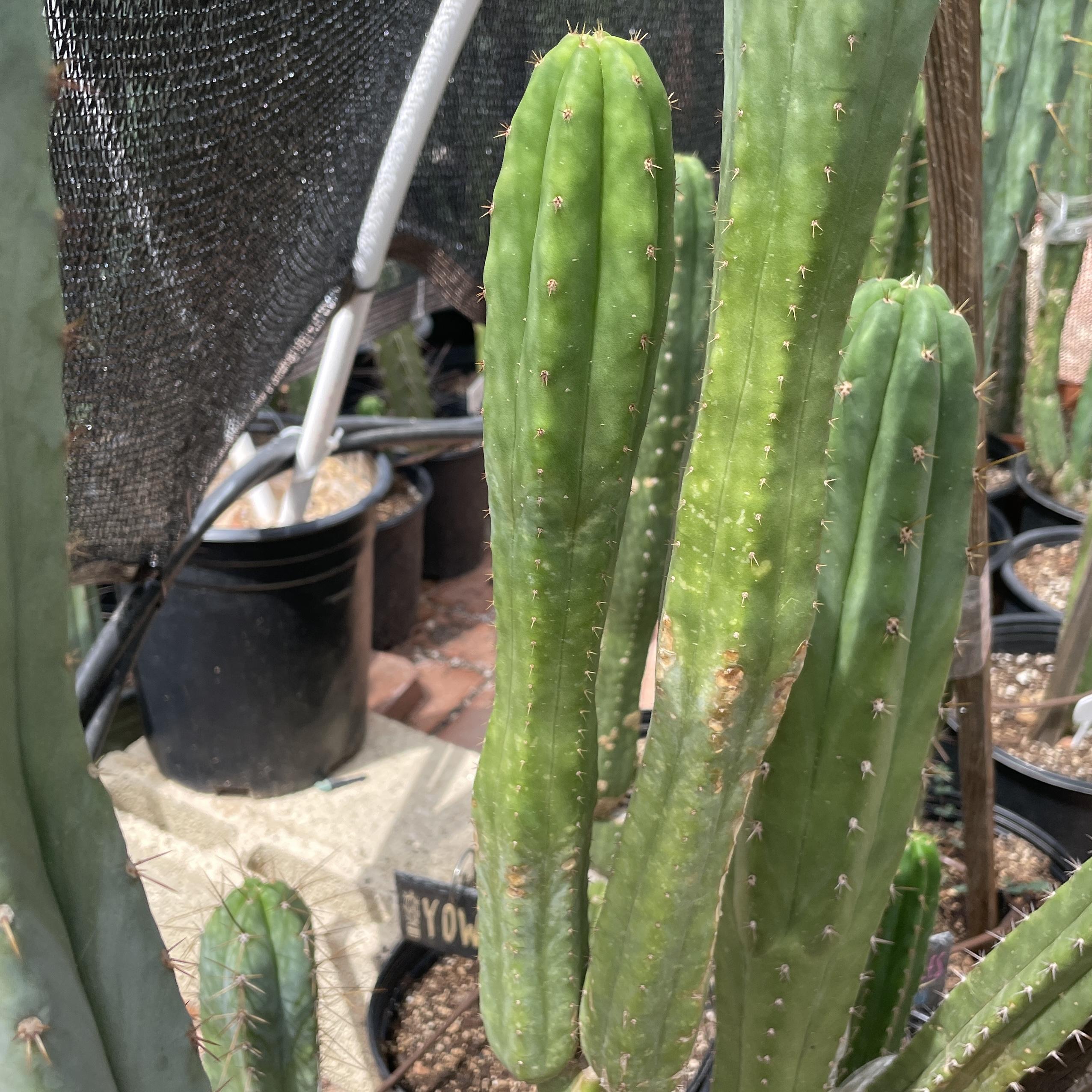 14 inch San Pedro "Ogunbodede" Cutting