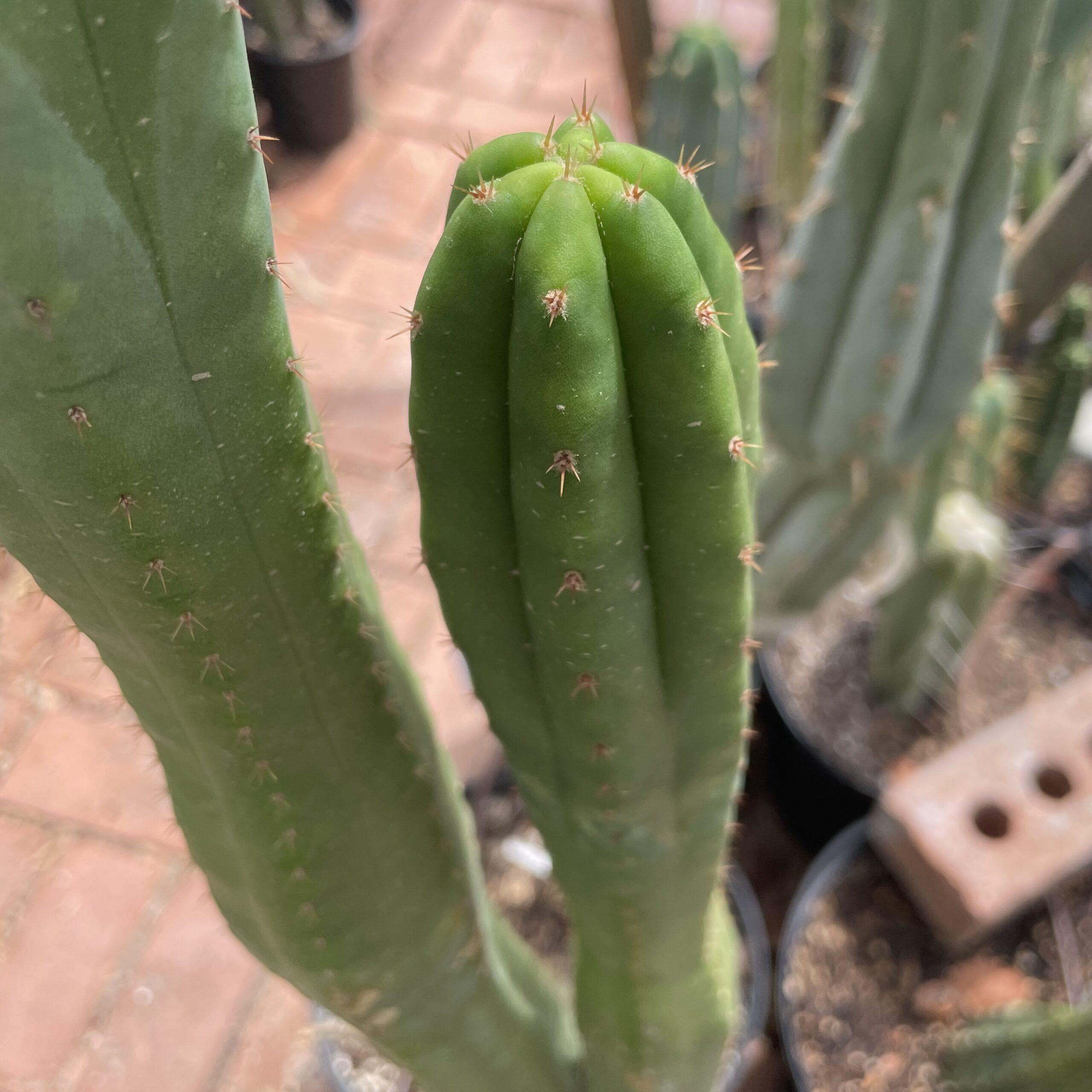 14 inch San Pedro "Ogunbodede" Cutting