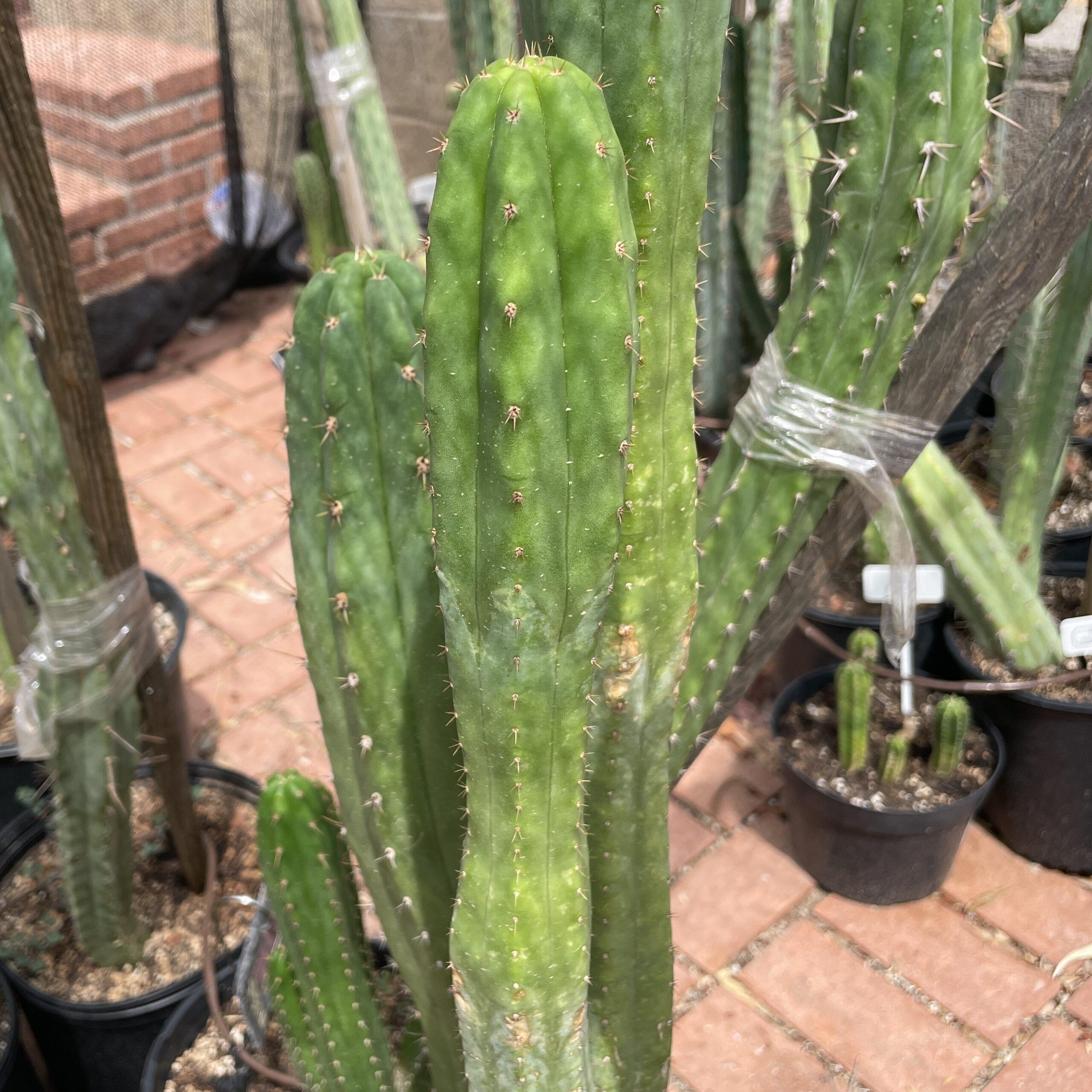 14 inch San Pedro "Ogunbodede" Cutting