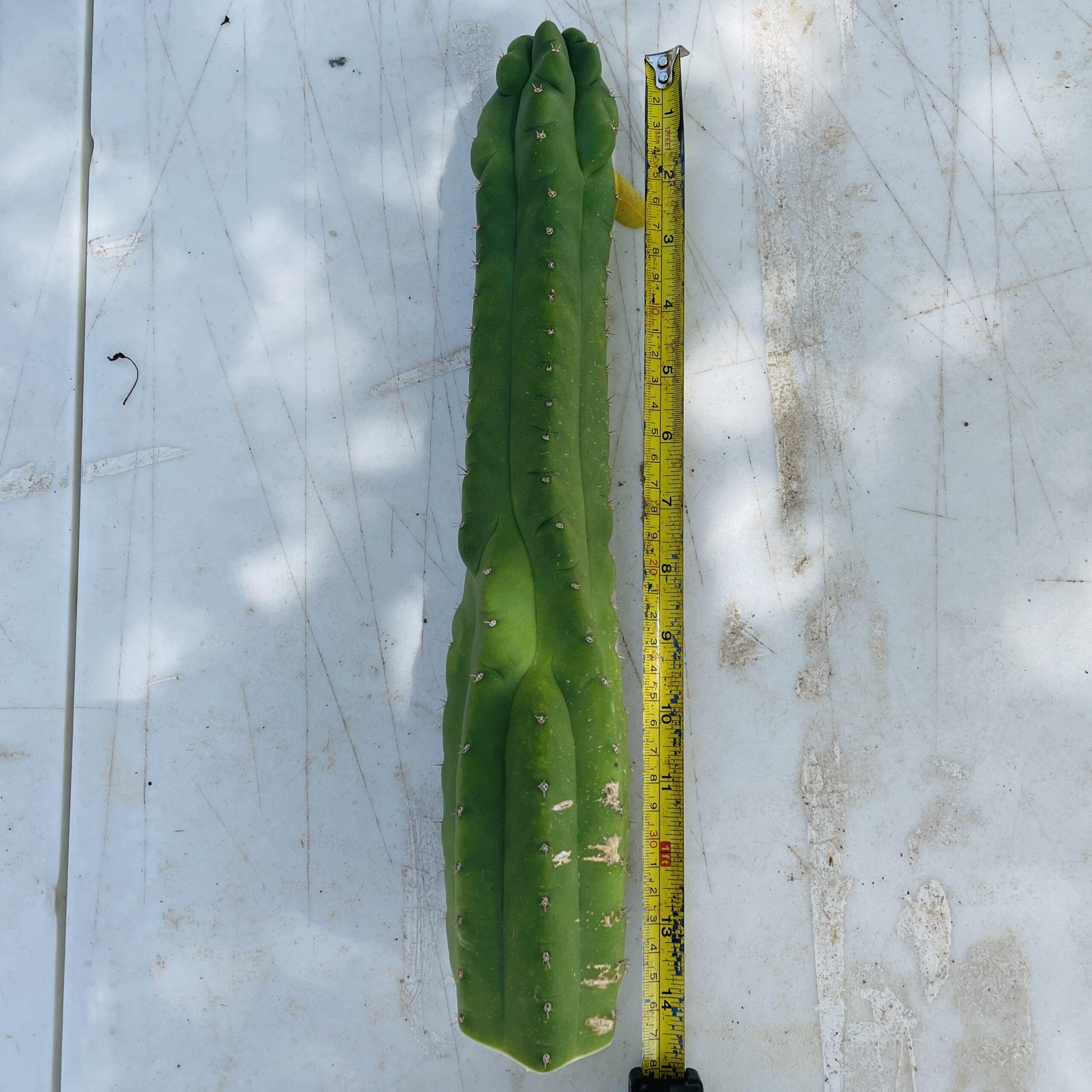 14 inch San Pedro Monstrose (TPM) Cutting
