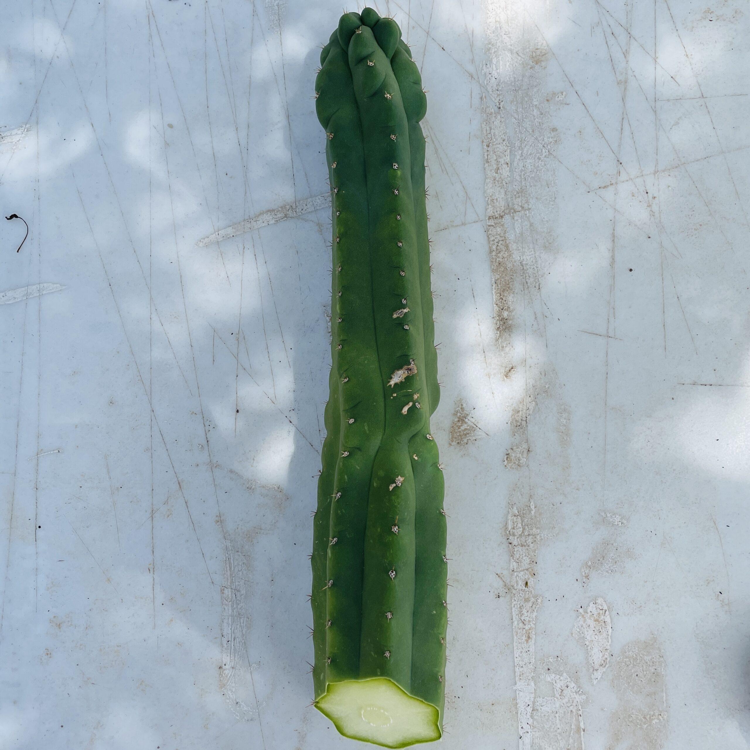 14 inch San Pedro Monstrose (TPM) Cutting