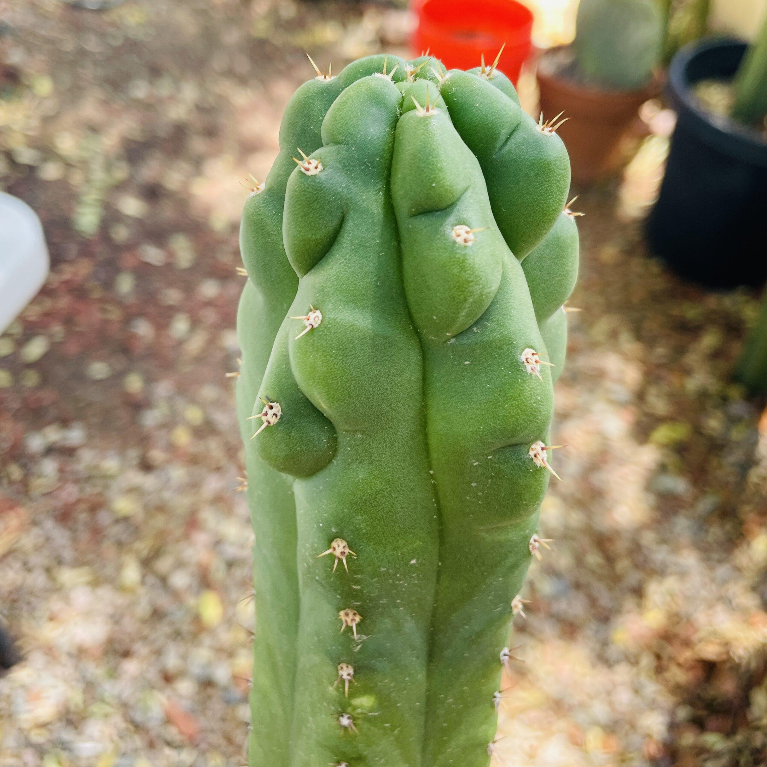 14 inch San Pedro Monstrose (TPM) Cutting