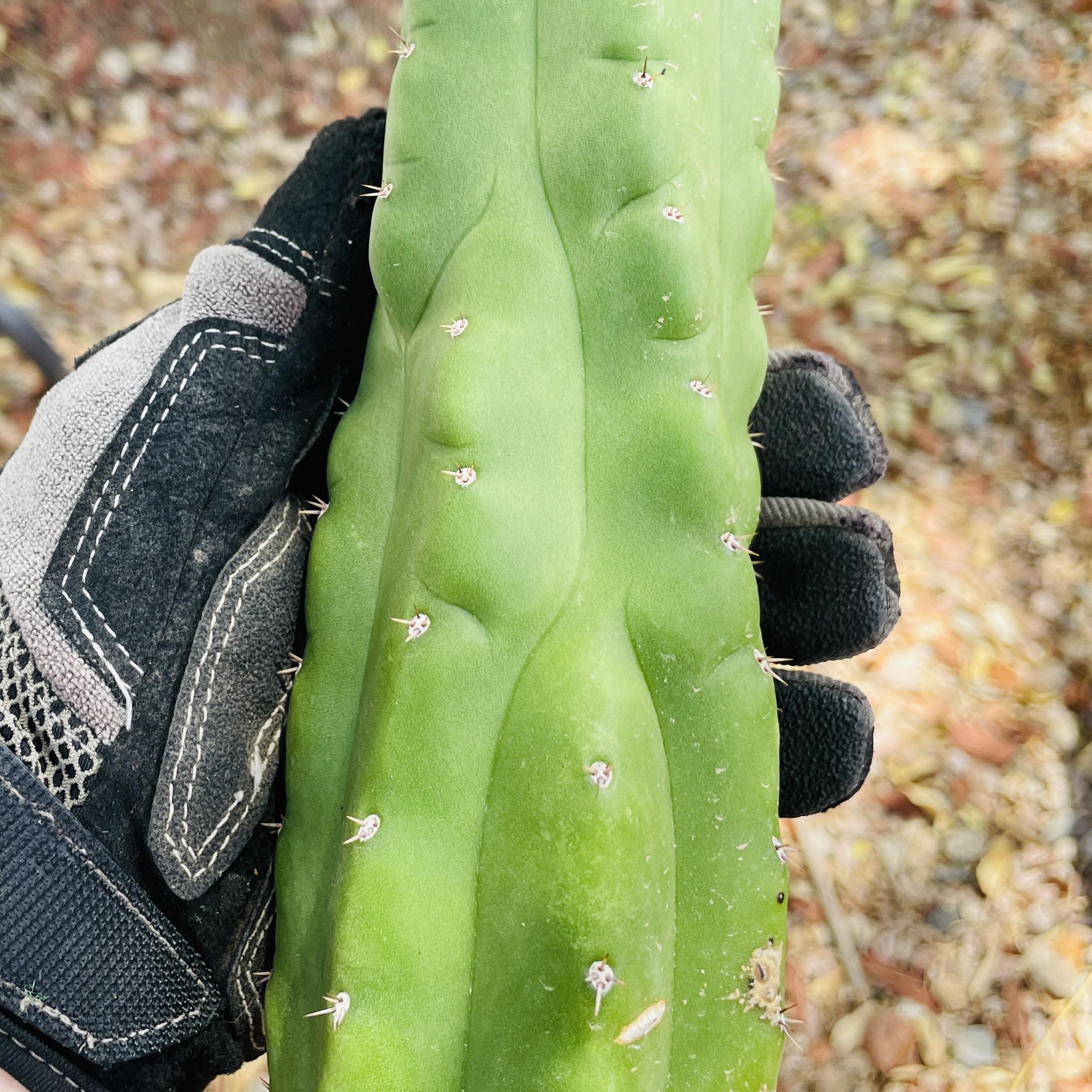 14 inch San Pedro Monstrose (TPM) Cutting