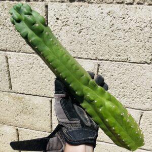 14 inch San Pedro Monstrose (TPM) Cutting