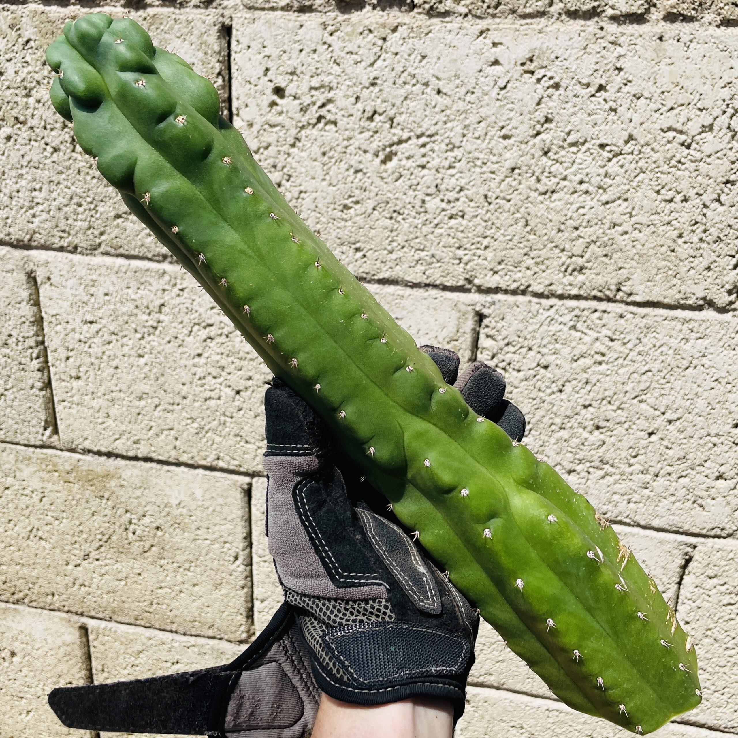 14 inch San Pedro Monstrose (TPM) Cutting