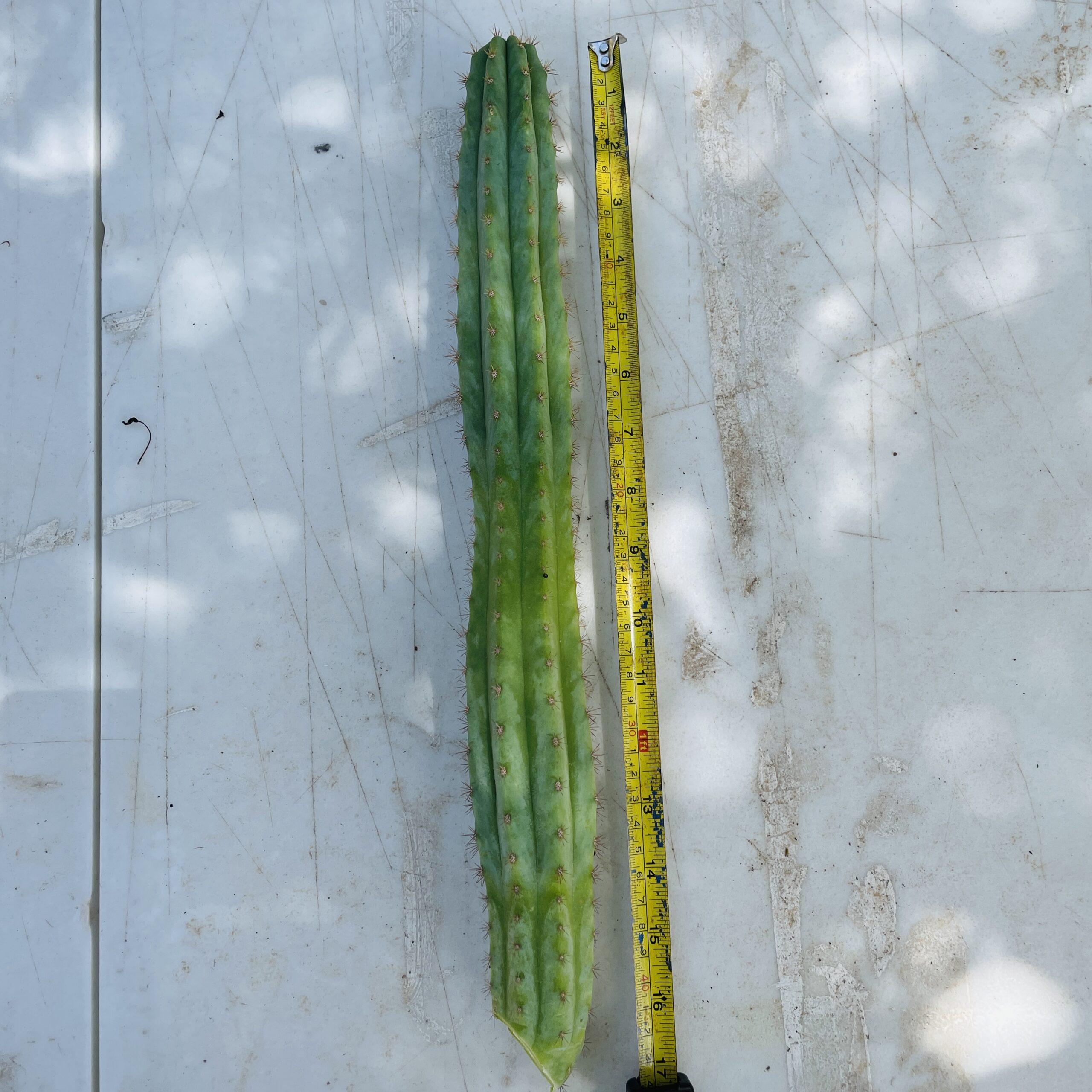 16 inch T. Pachanoi "San Pedro" Cutting