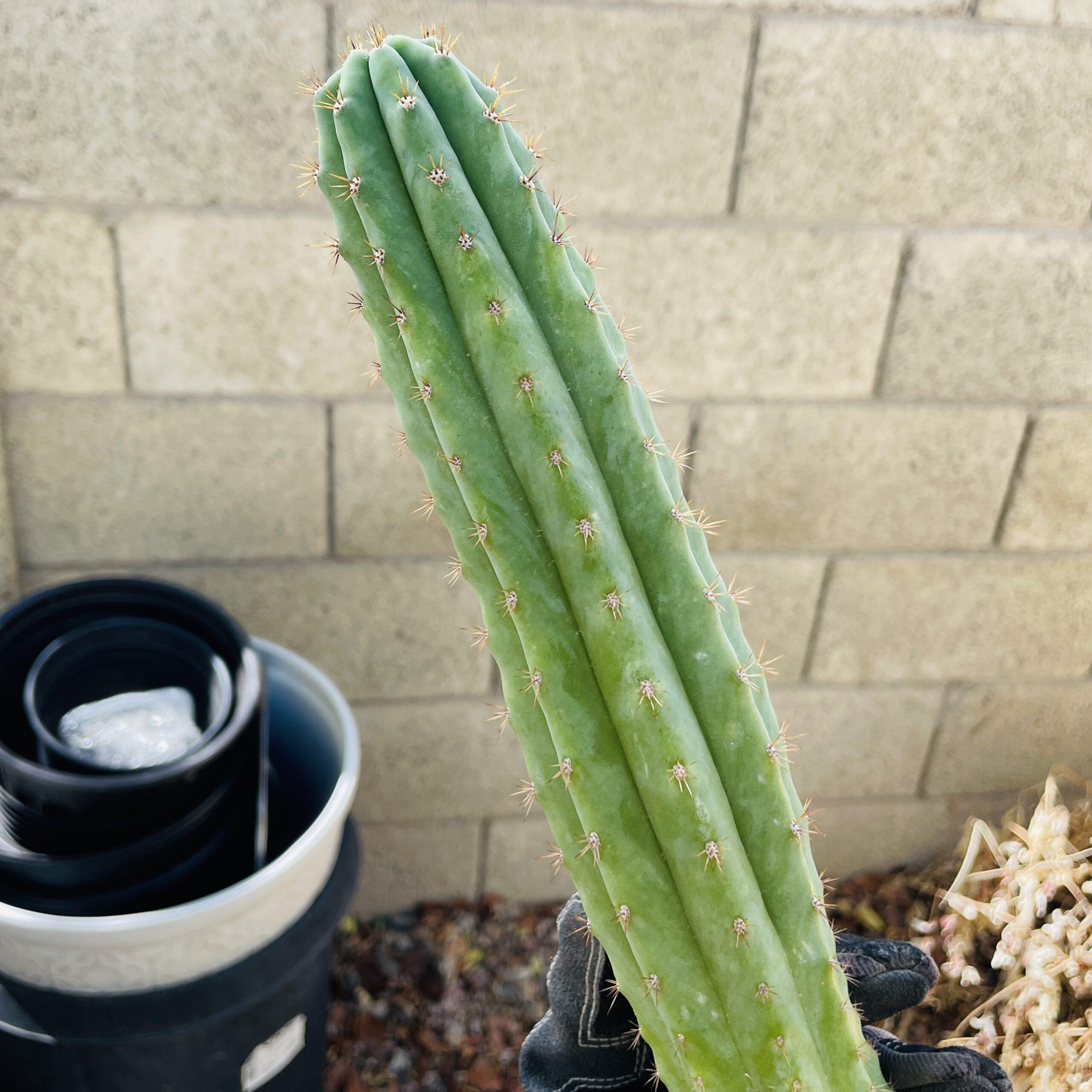16 inch T. Pachanoi "San Pedro" Cutting