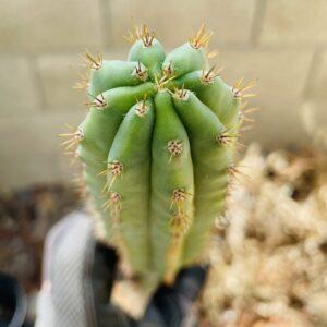16 inch T. Pachanoi "San Pedro" Cutting