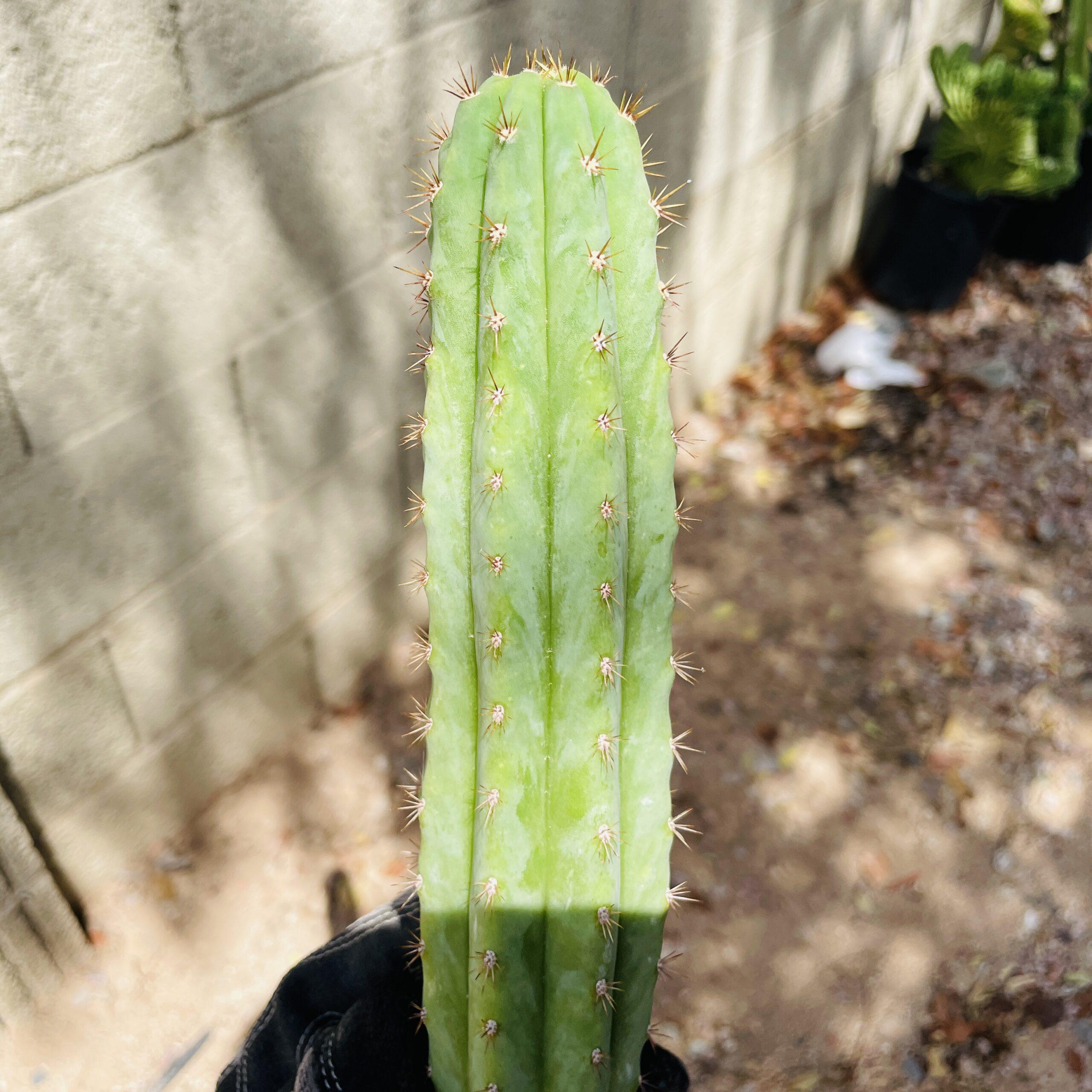 16 inch T. Pachanoi "San Pedro" Cutting