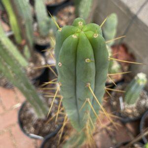 12 inch T. Bridgesii "Bolivian Torch" Cutting