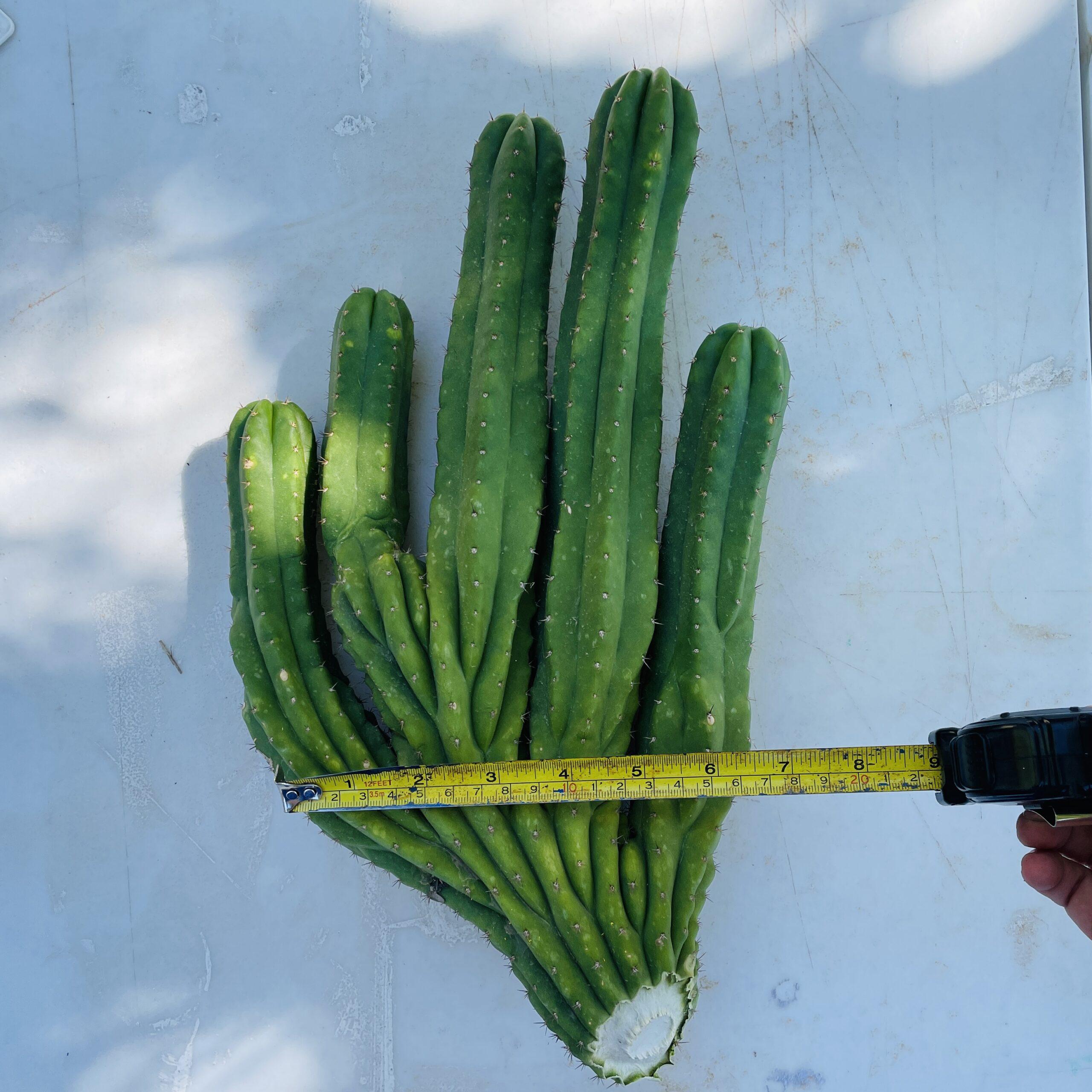 Amazing 5 Headed San Pedro Cutting
