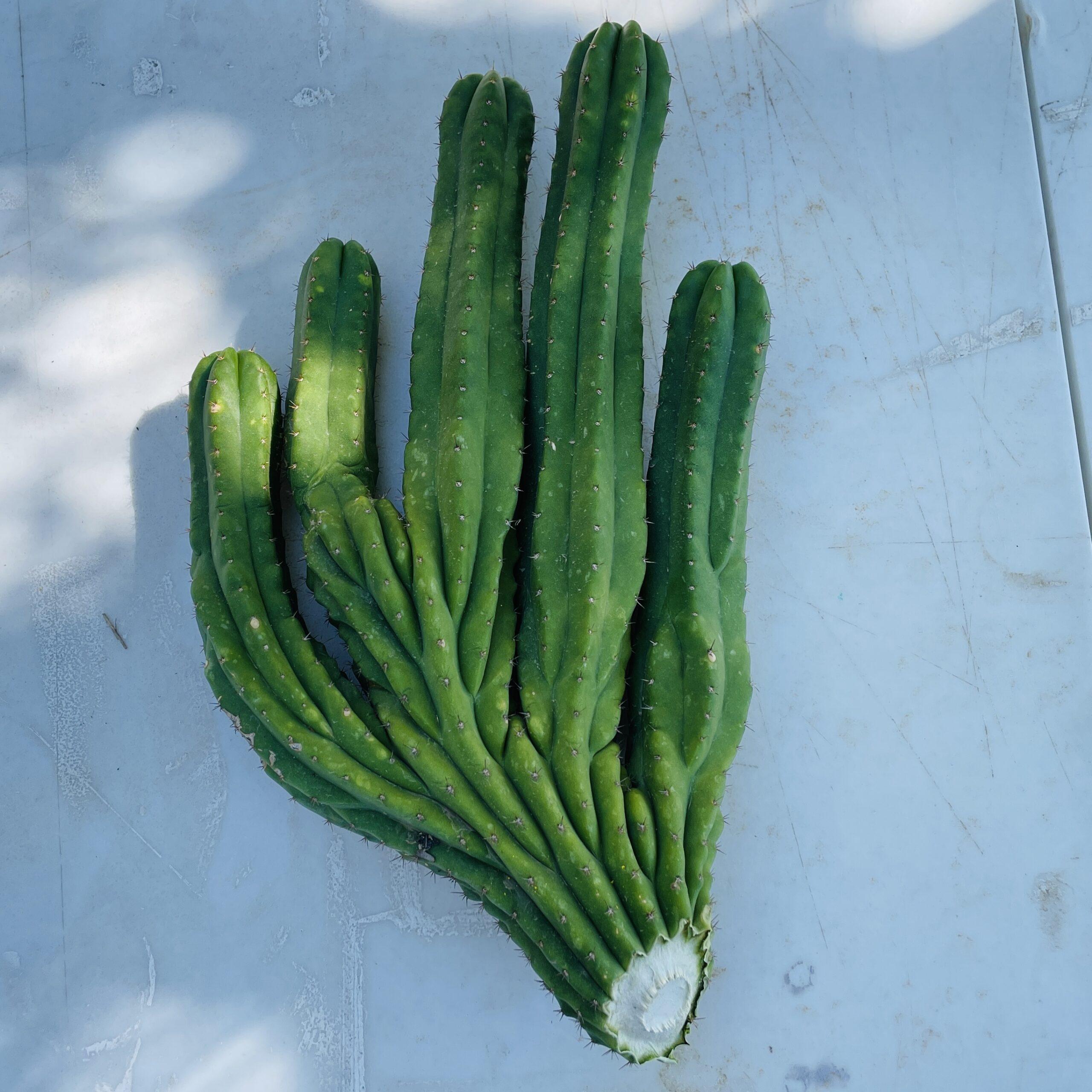 Amazing 5 Headed San Pedro Cutting