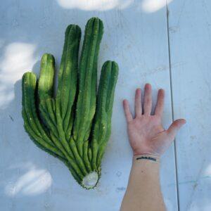 Amazing 5 Headed San Pedro Cutting