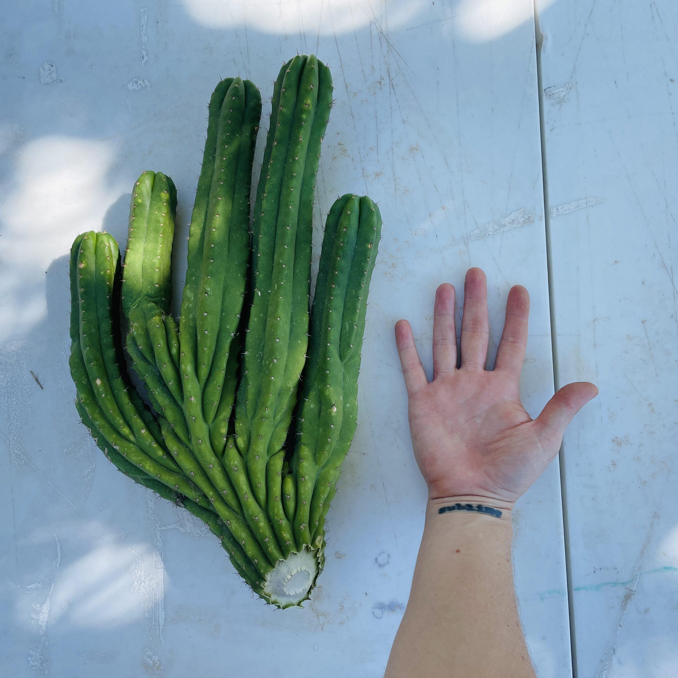 Amazing 5 Headed San Pedro Cutting