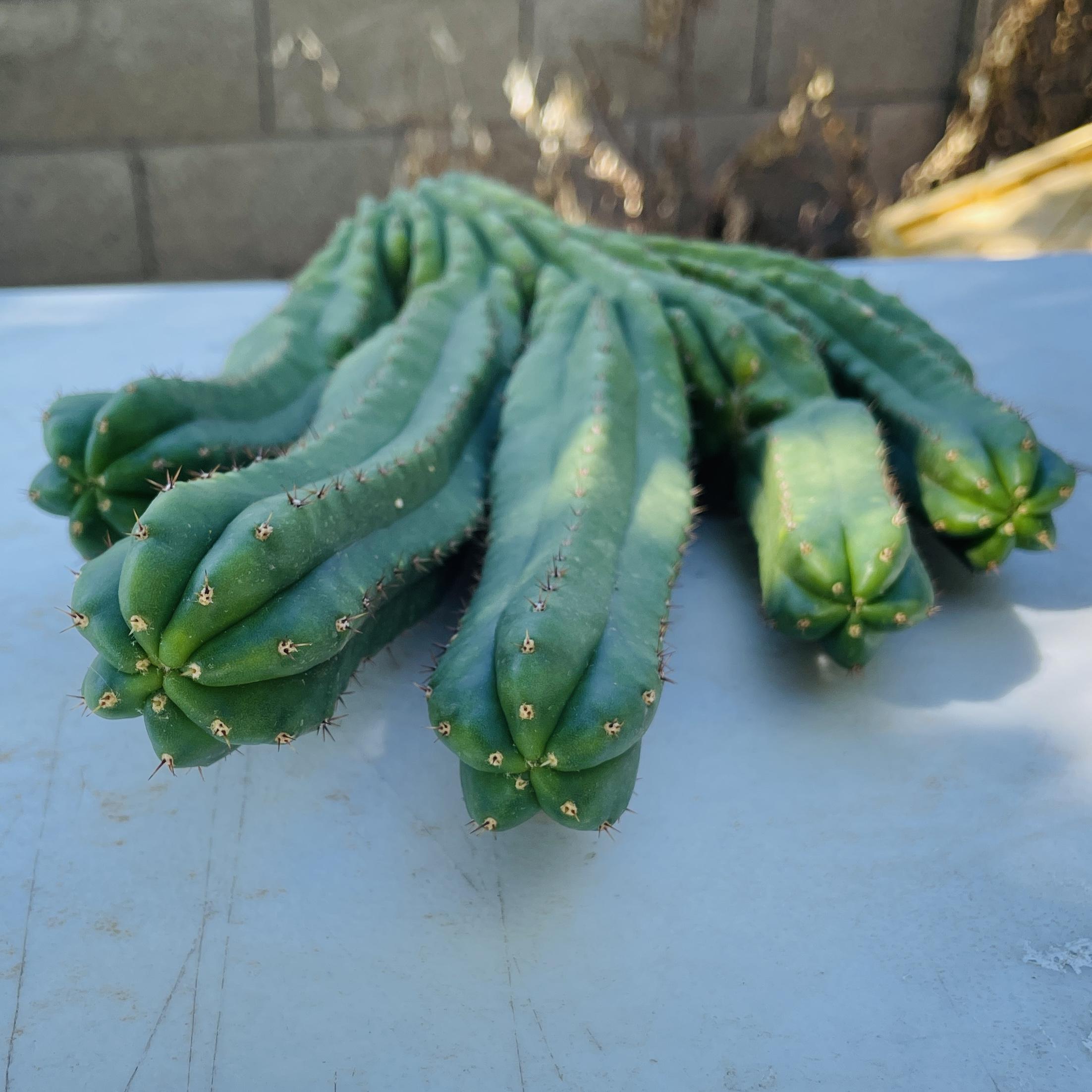 Amazing 5 Headed San Pedro Cutting