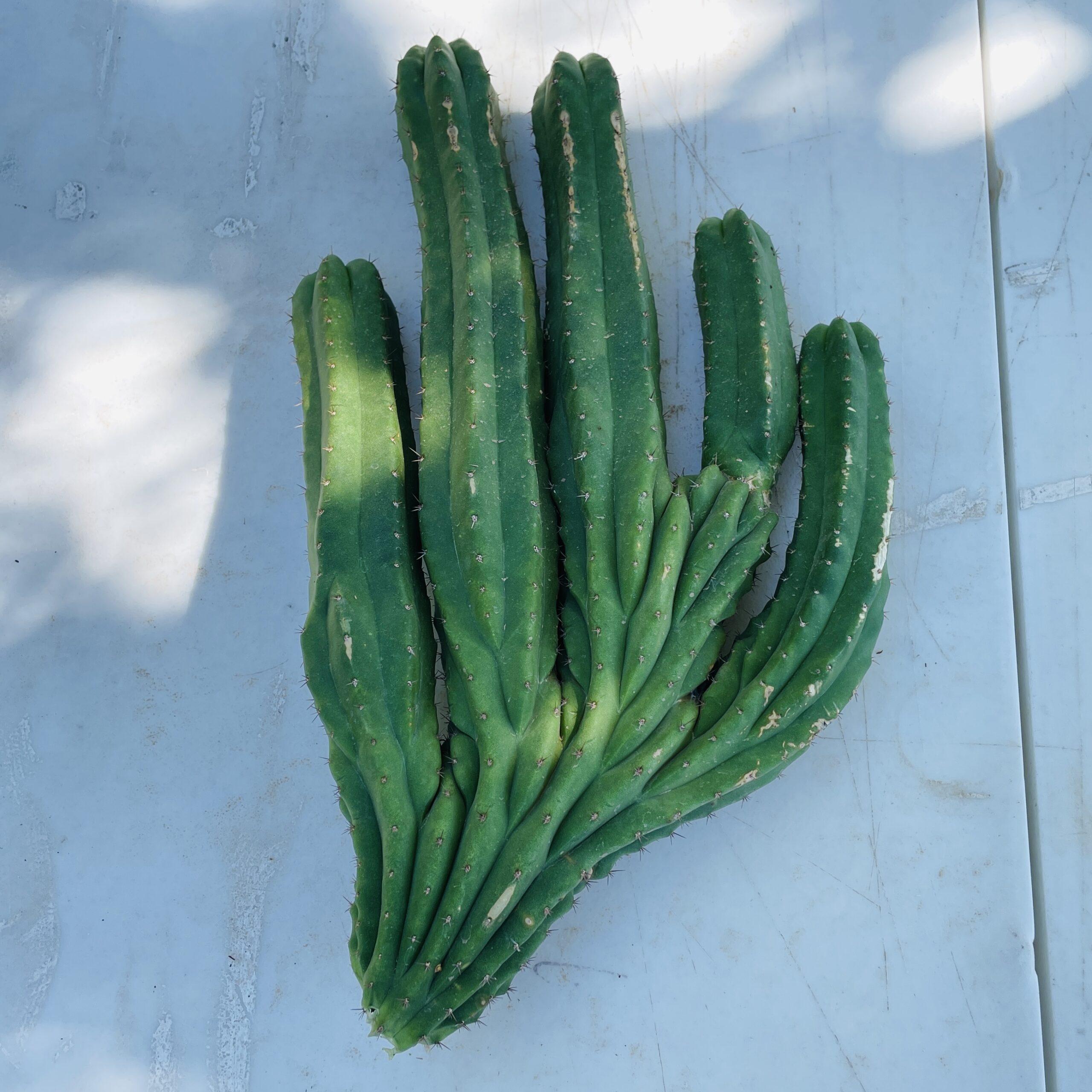 Amazing 5 Headed San Pedro Cutting