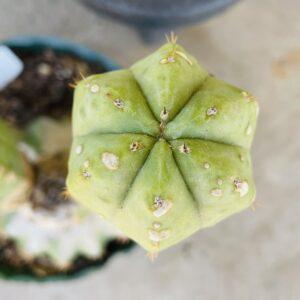 8 inch T. Bridgesii "Chemical Shaman's Dick" (CSD) Cutting