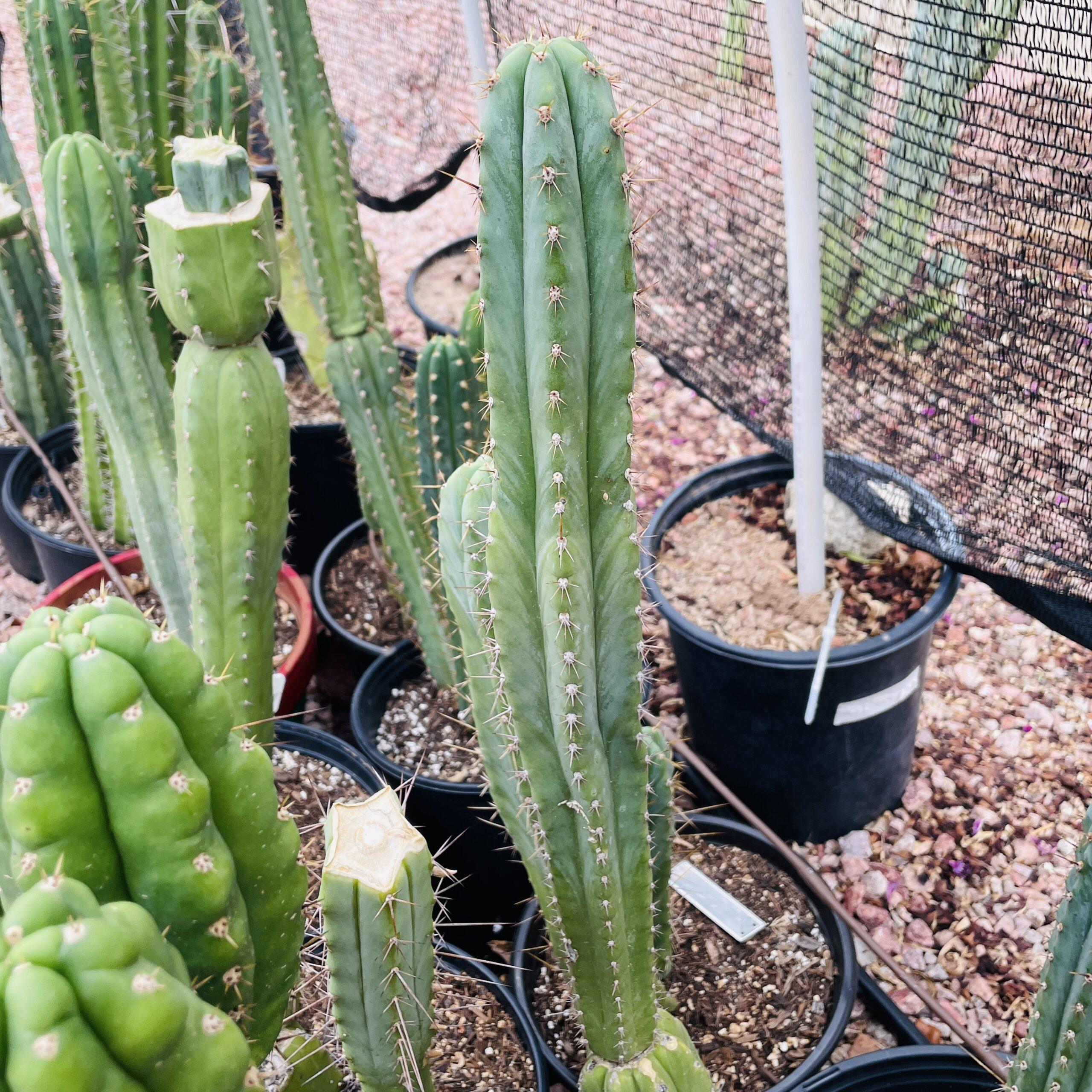 17 inch T. Peruvianus "Coyote" Cutting