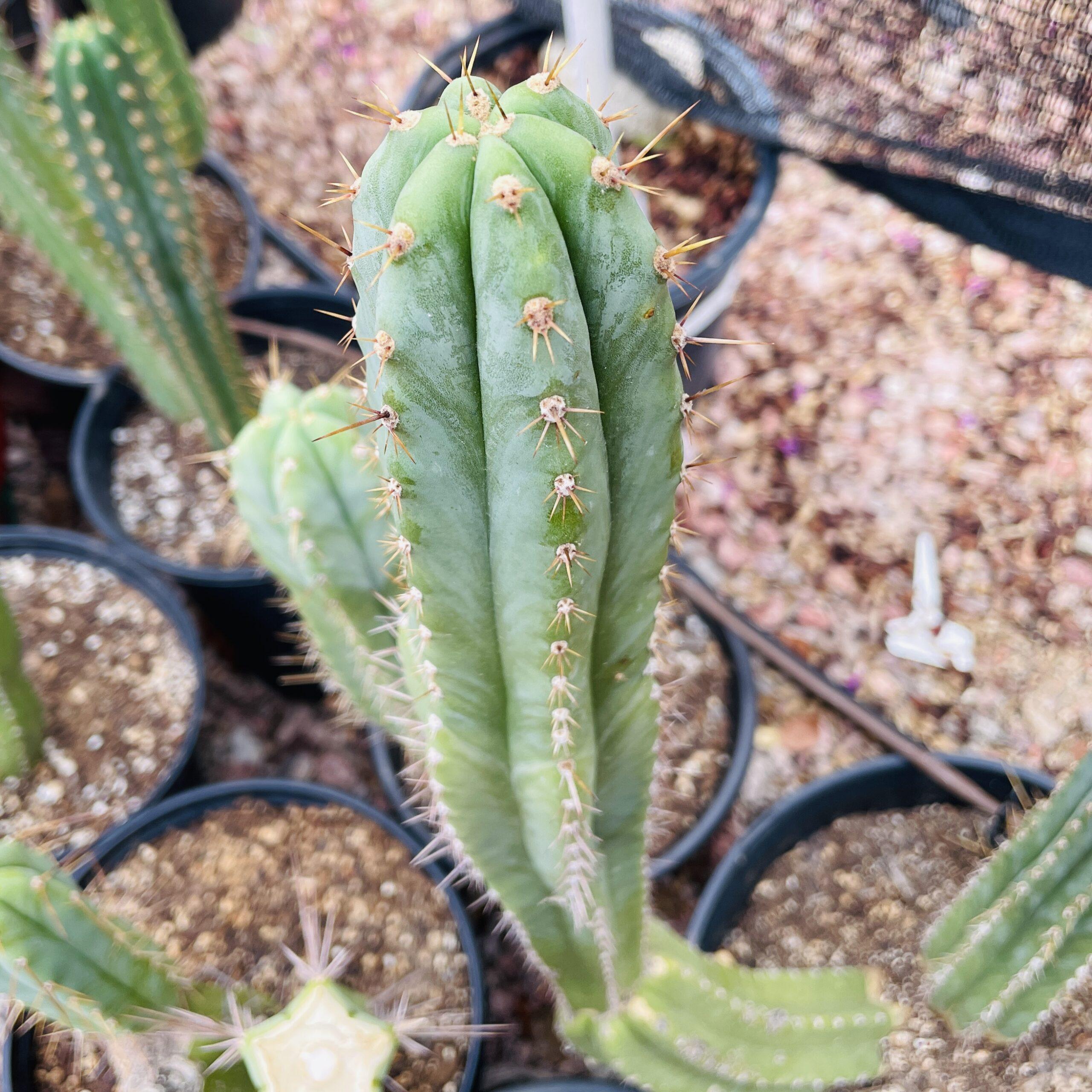 17 inch T. Peruvianus "Coyote" Cutting