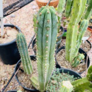 17 inch T. Peruvianus "Coyote" Cutting
